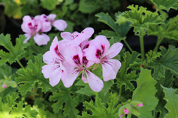 Pale pink flowers of scented geranium with a purple fleck