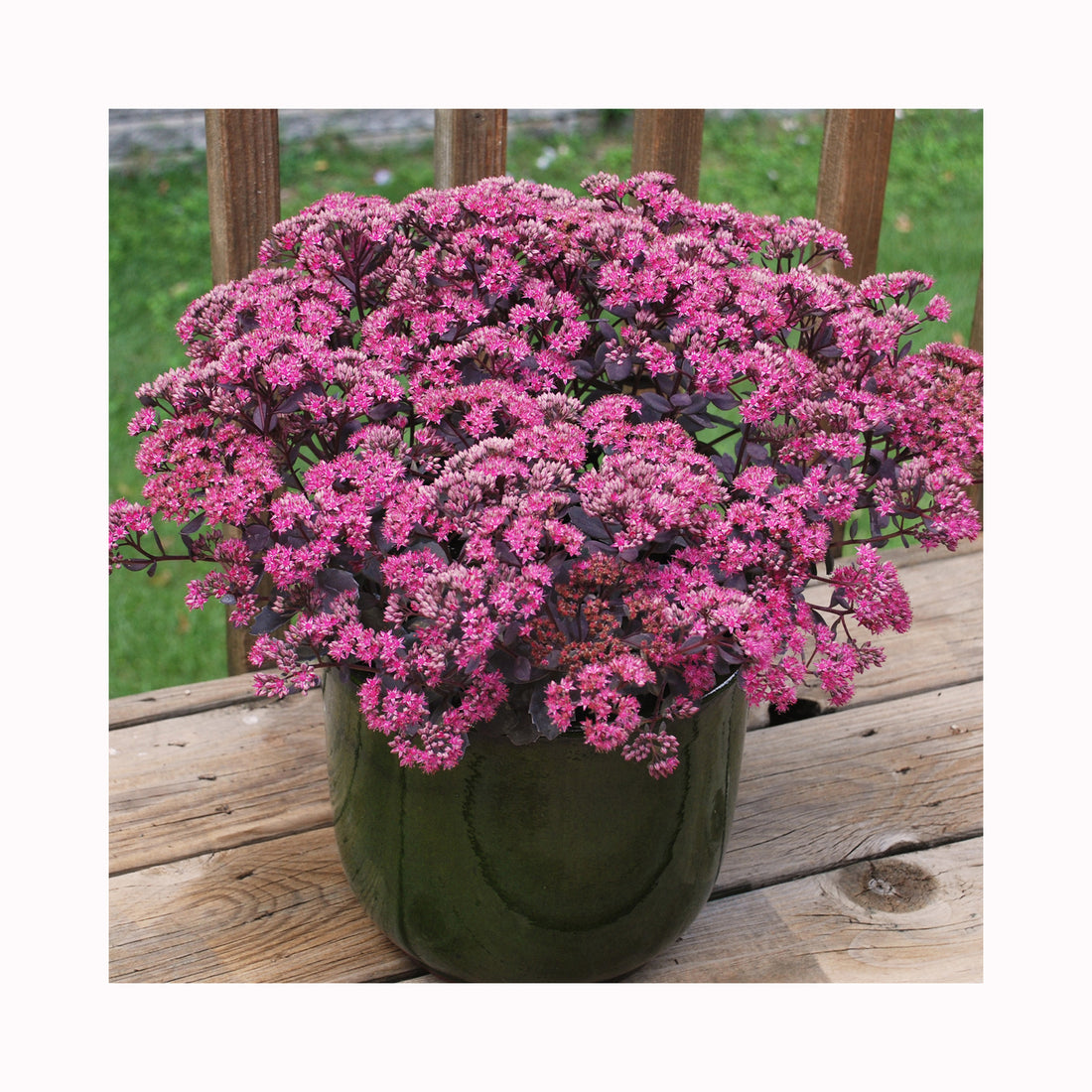Sedum SunSparkler Dazzleberry