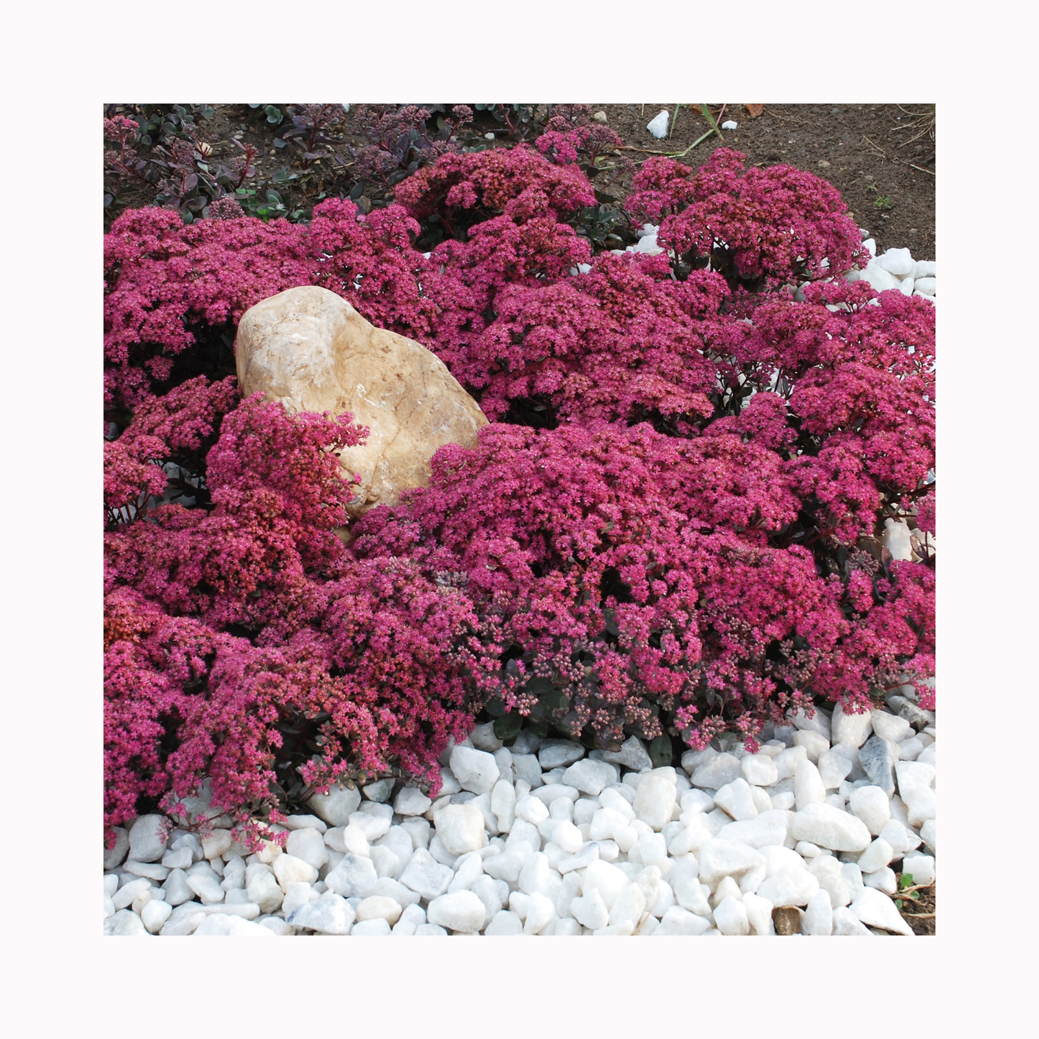 Sedum SunSparkler Dazzleberry