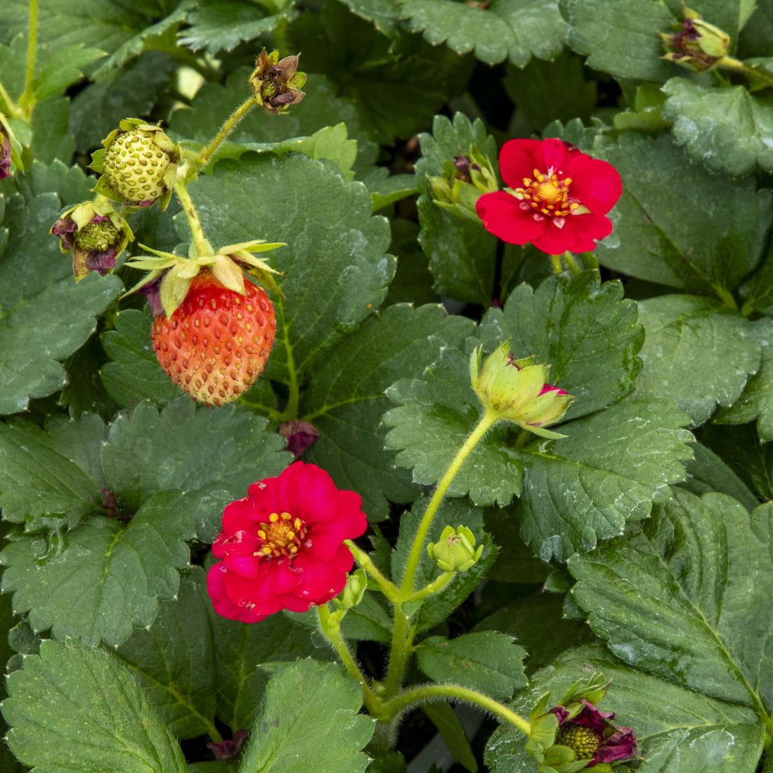 Strawberry Summer Breeze Rose