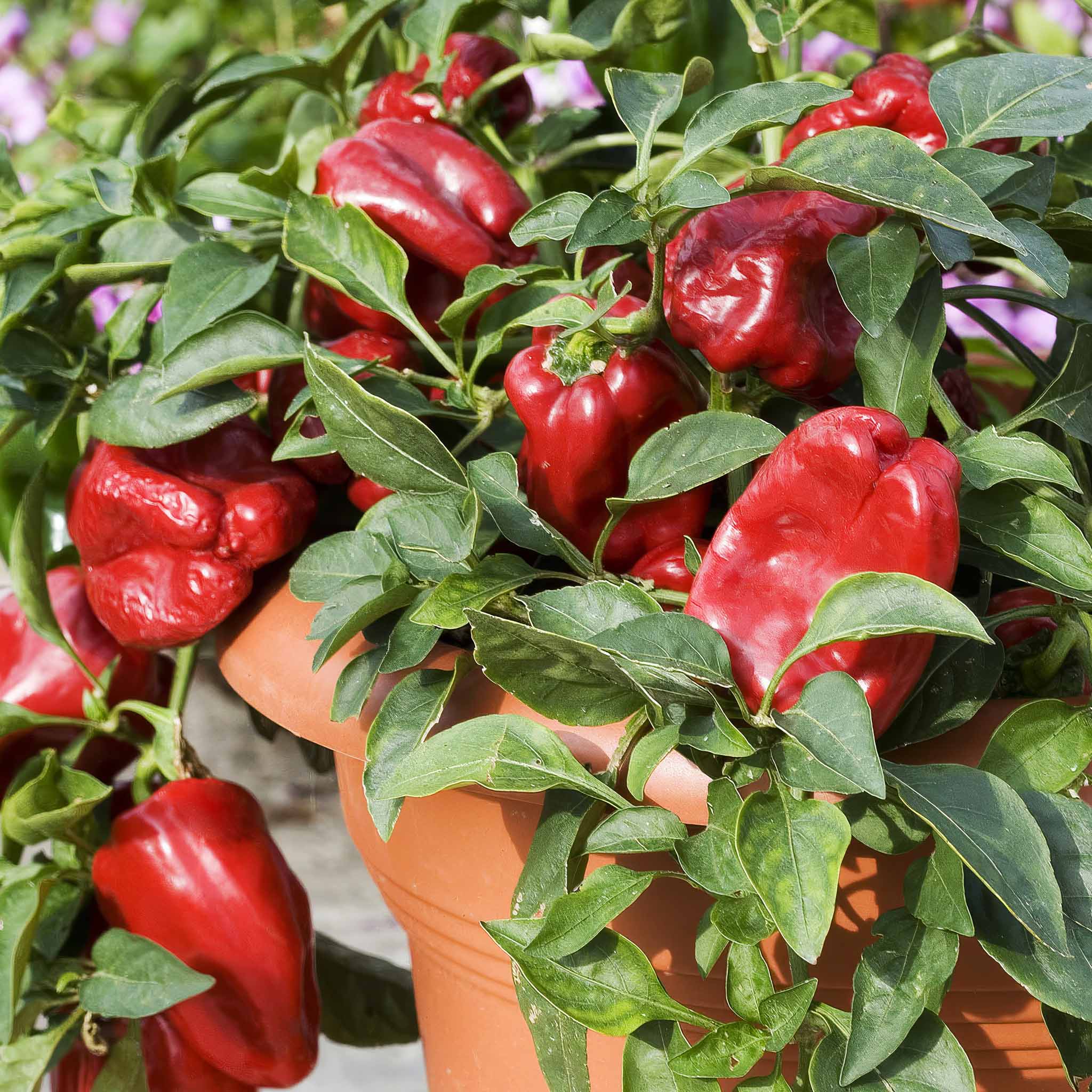 Sweet Pepper Redskin