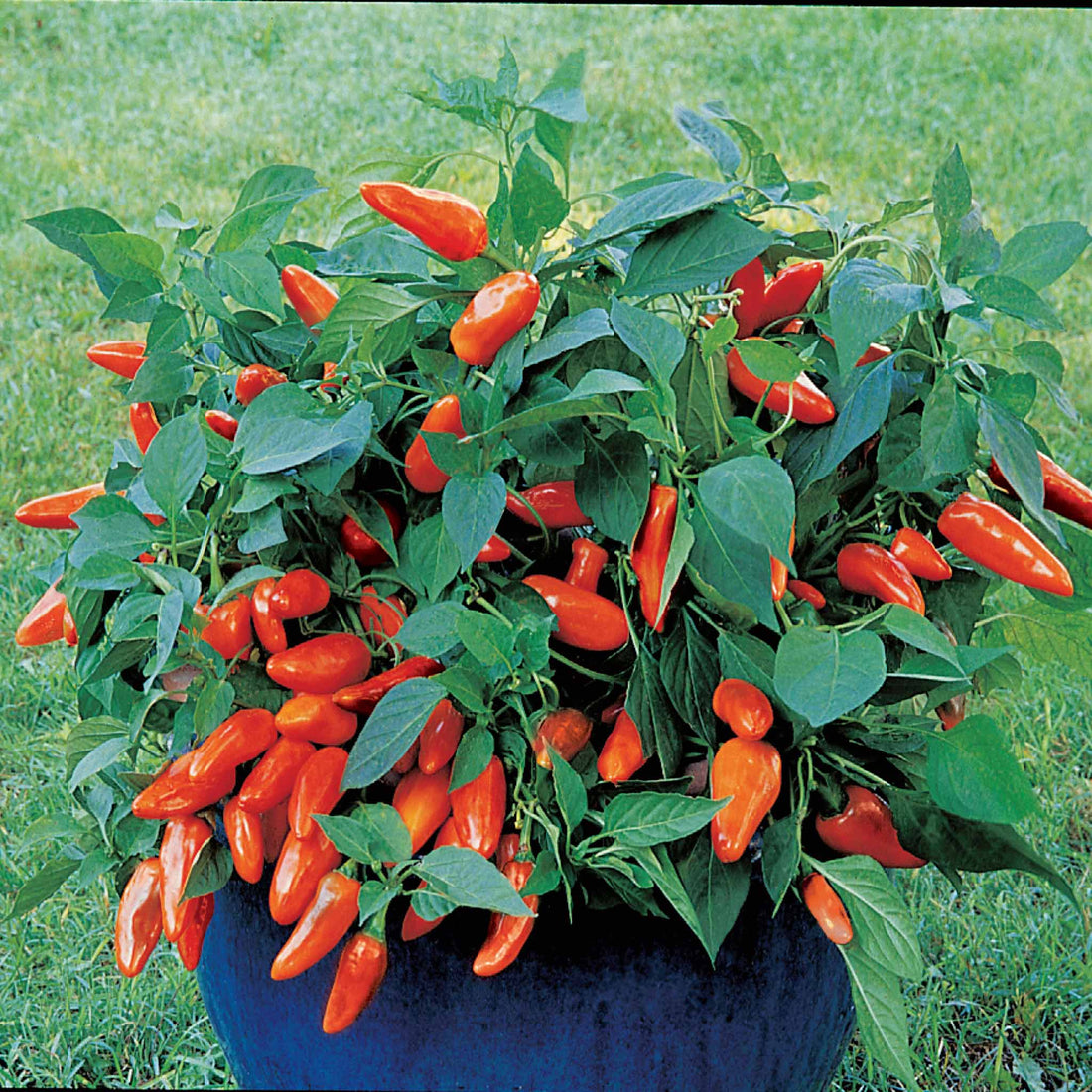 Sweet Pepper Tangerine Dream