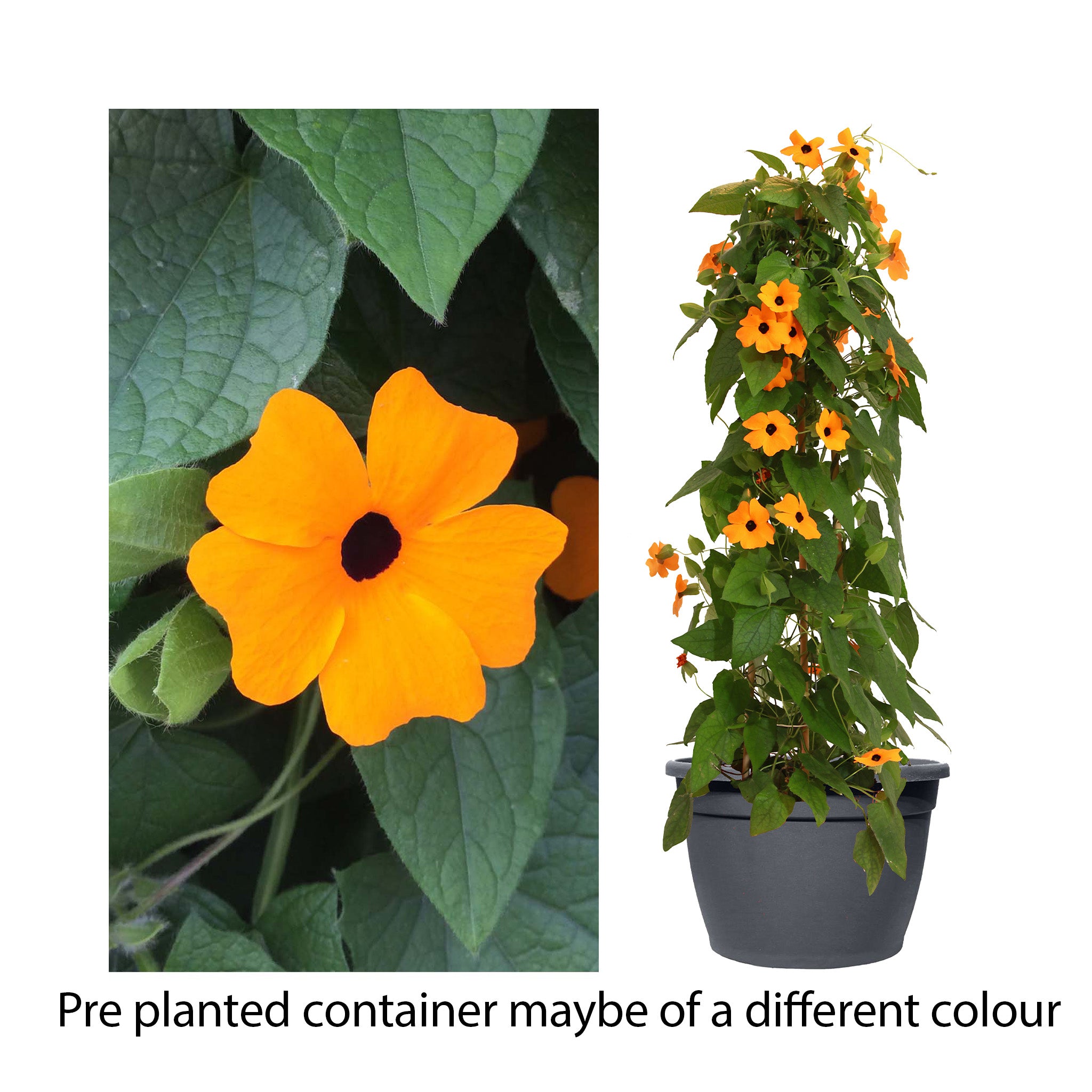 Thunbergia Sunny Susy New Orange