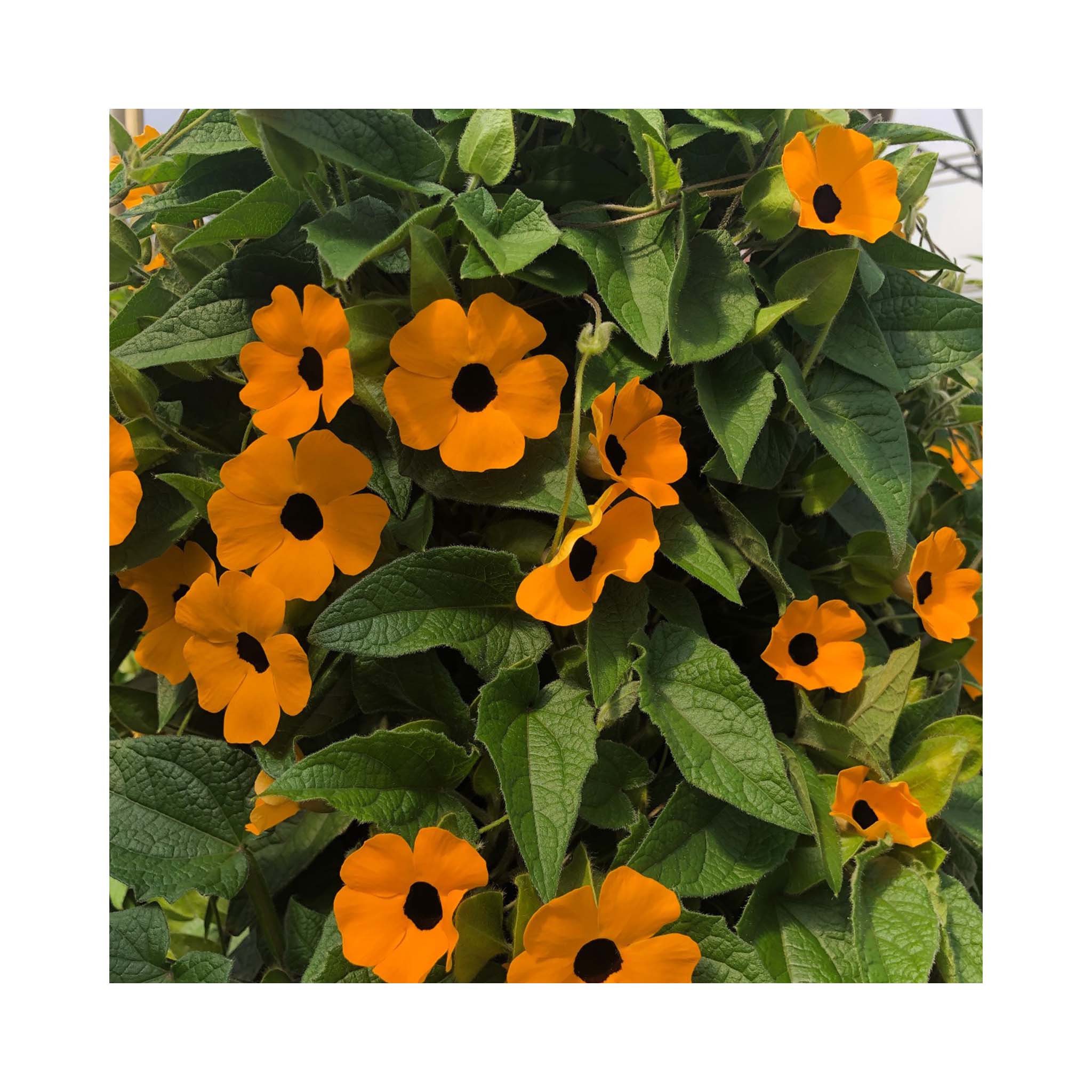 Thunbergia Sunny Susy Orange Eye