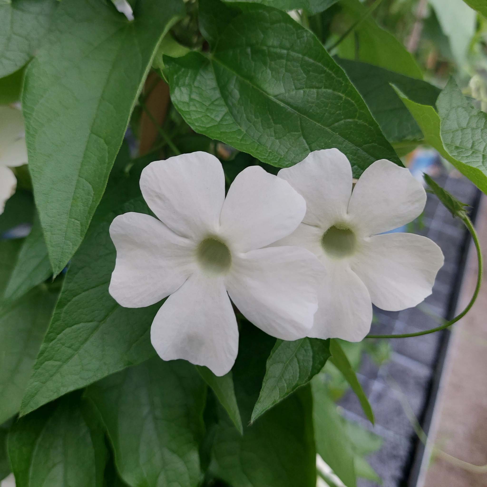 Thunbergia White Wedding