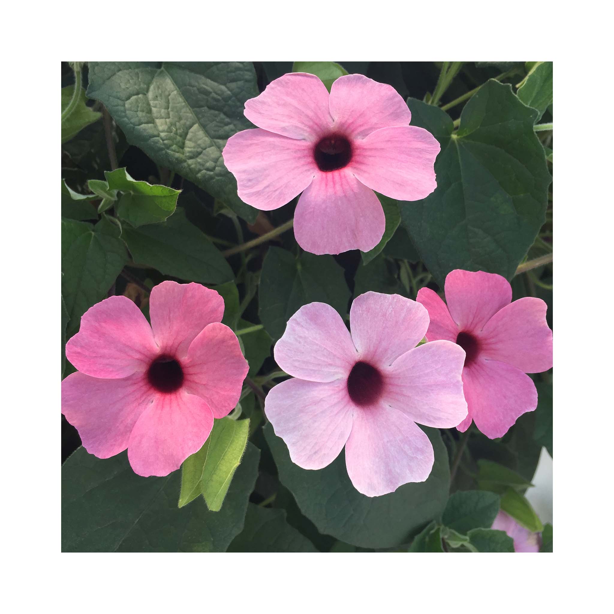 thunbergia rose sensation seeds Thunbergia Sunny Susy Rose Sensation – BuyPlants.co.uk