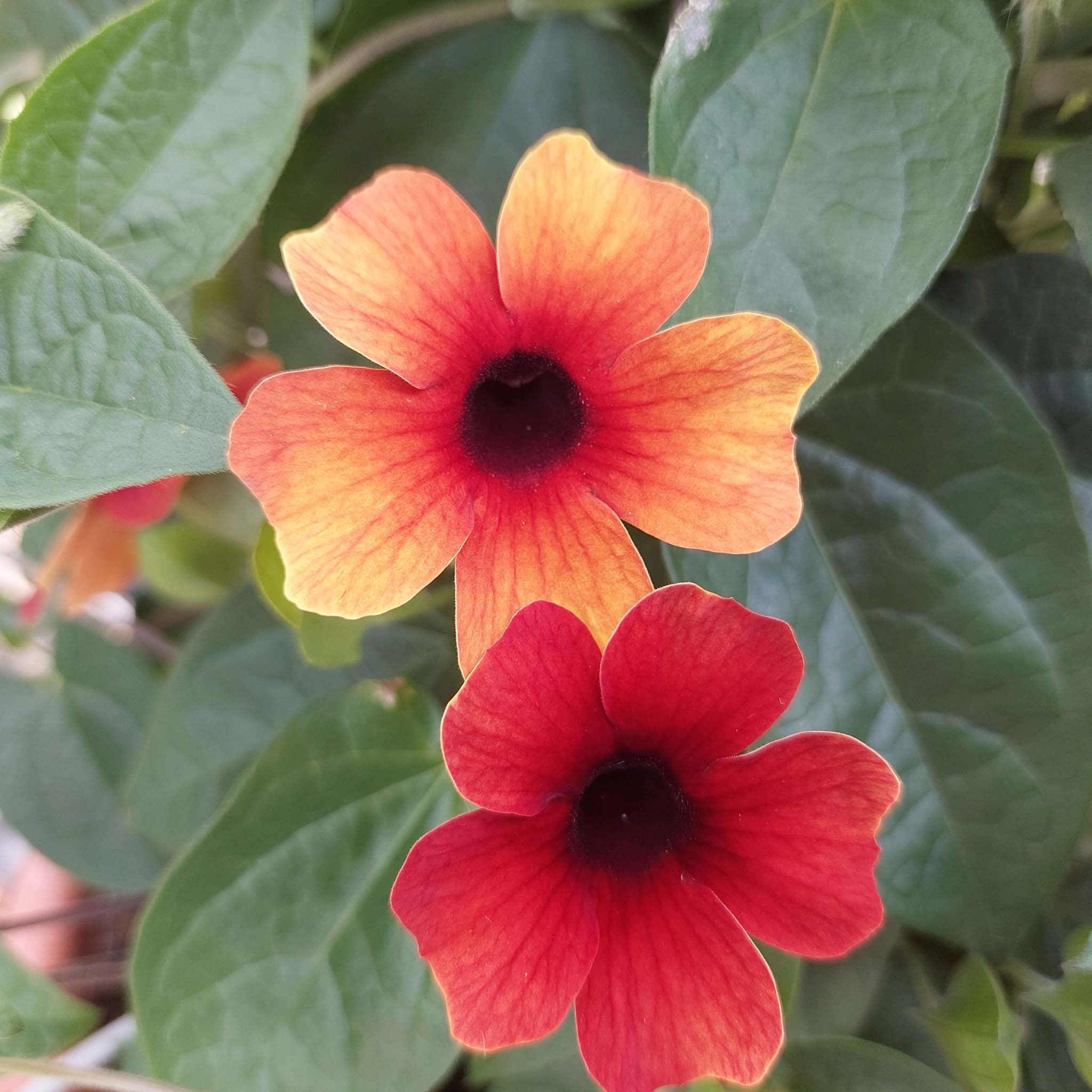 Thunbergia Tiger Eye