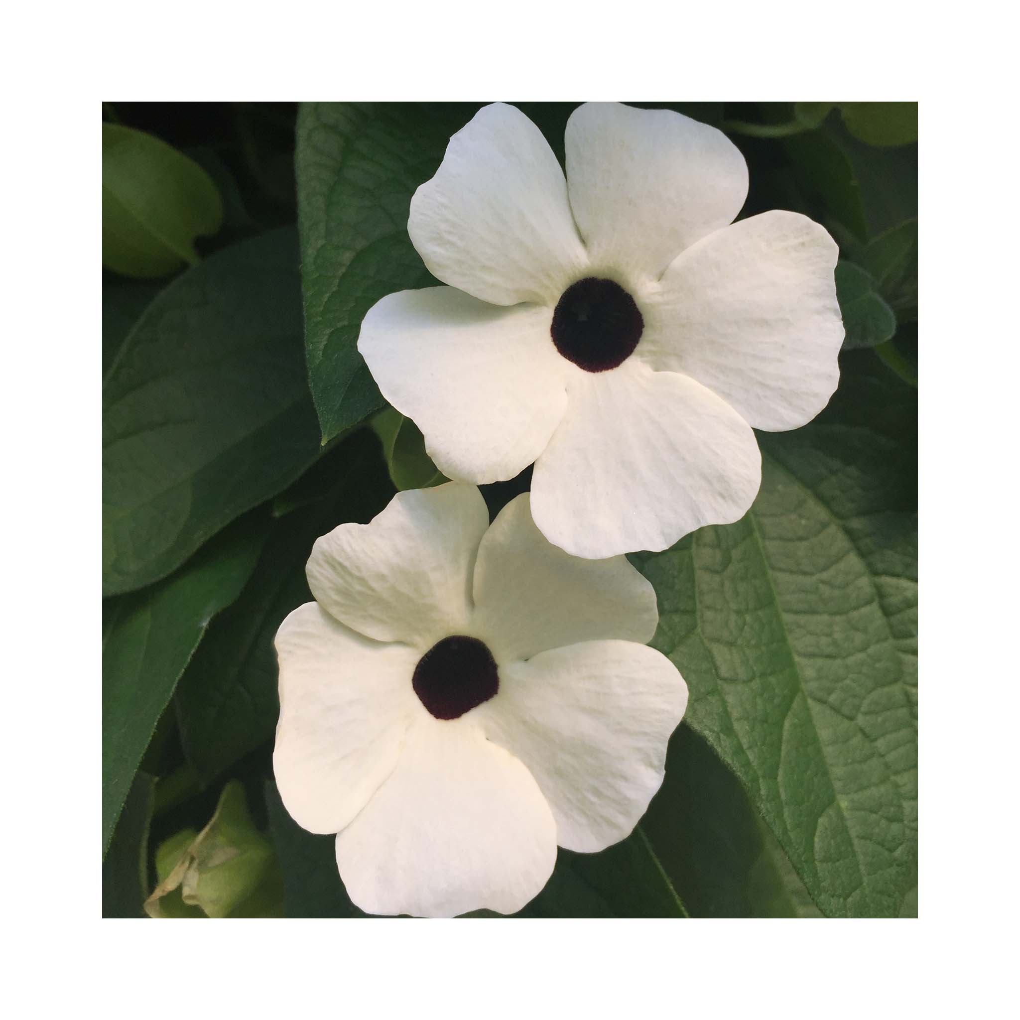 Thunbergia Sunny Susy White Halo