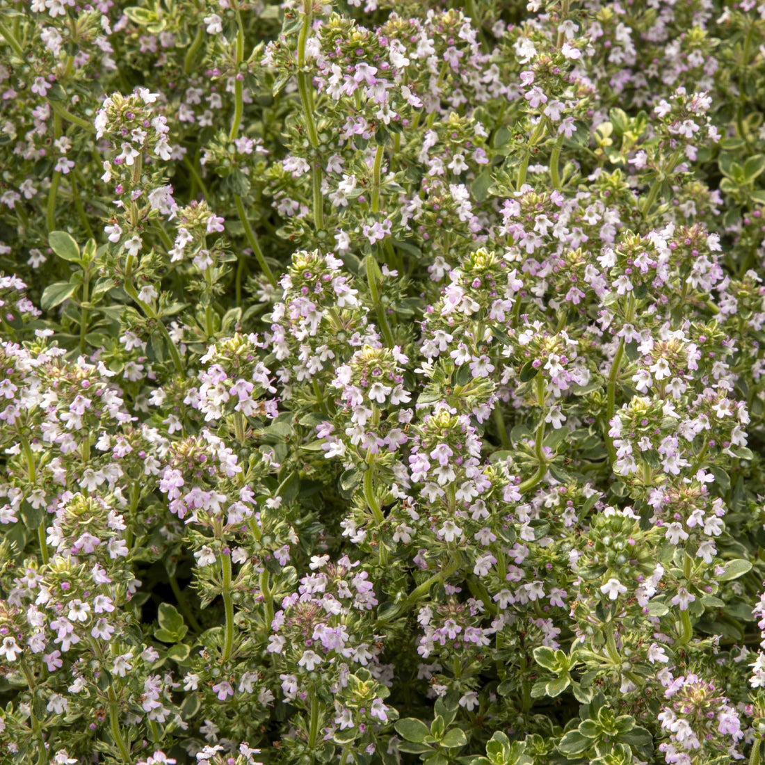 Silver Queen Thyme
