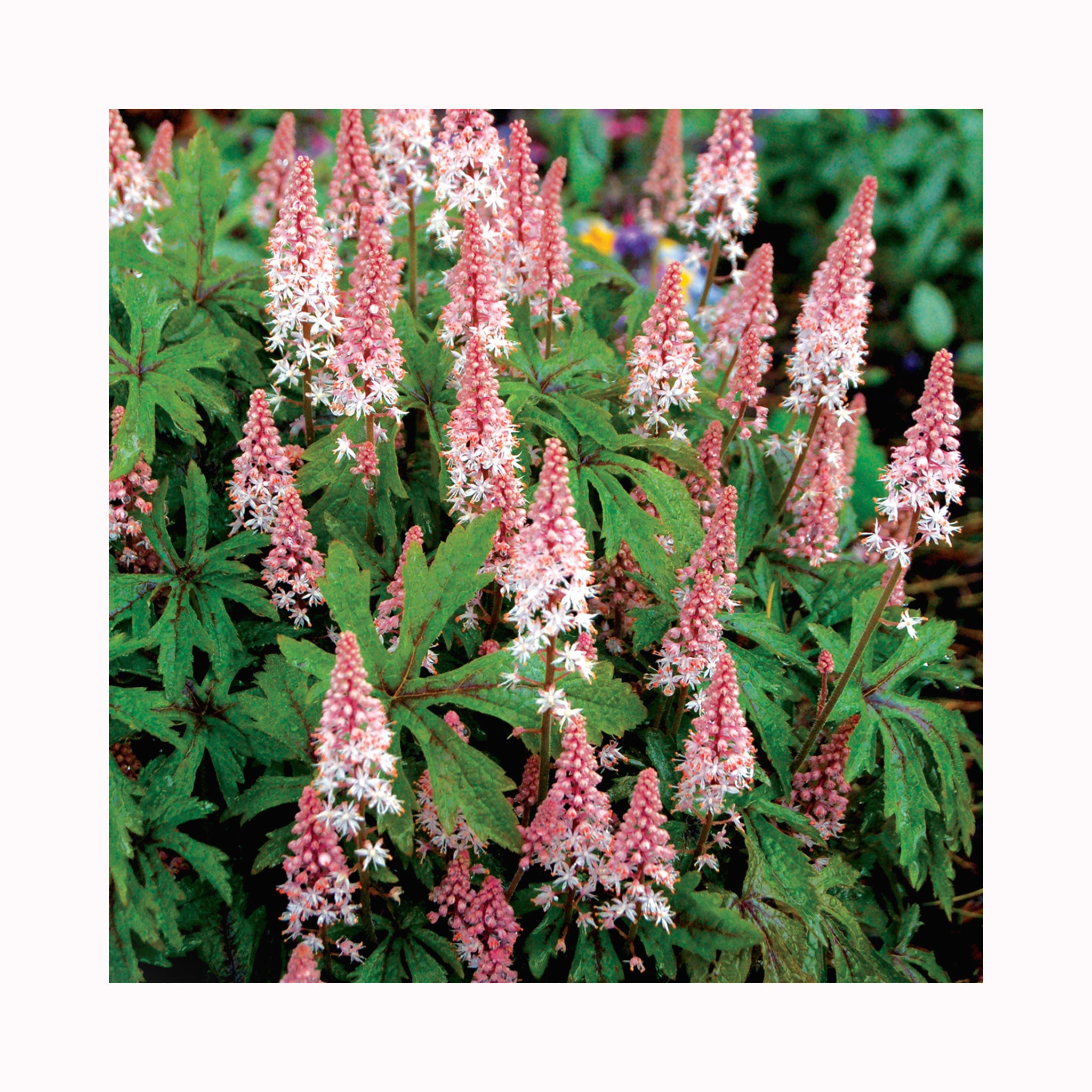 Light pink and white Tiarella pink sky rocket flower