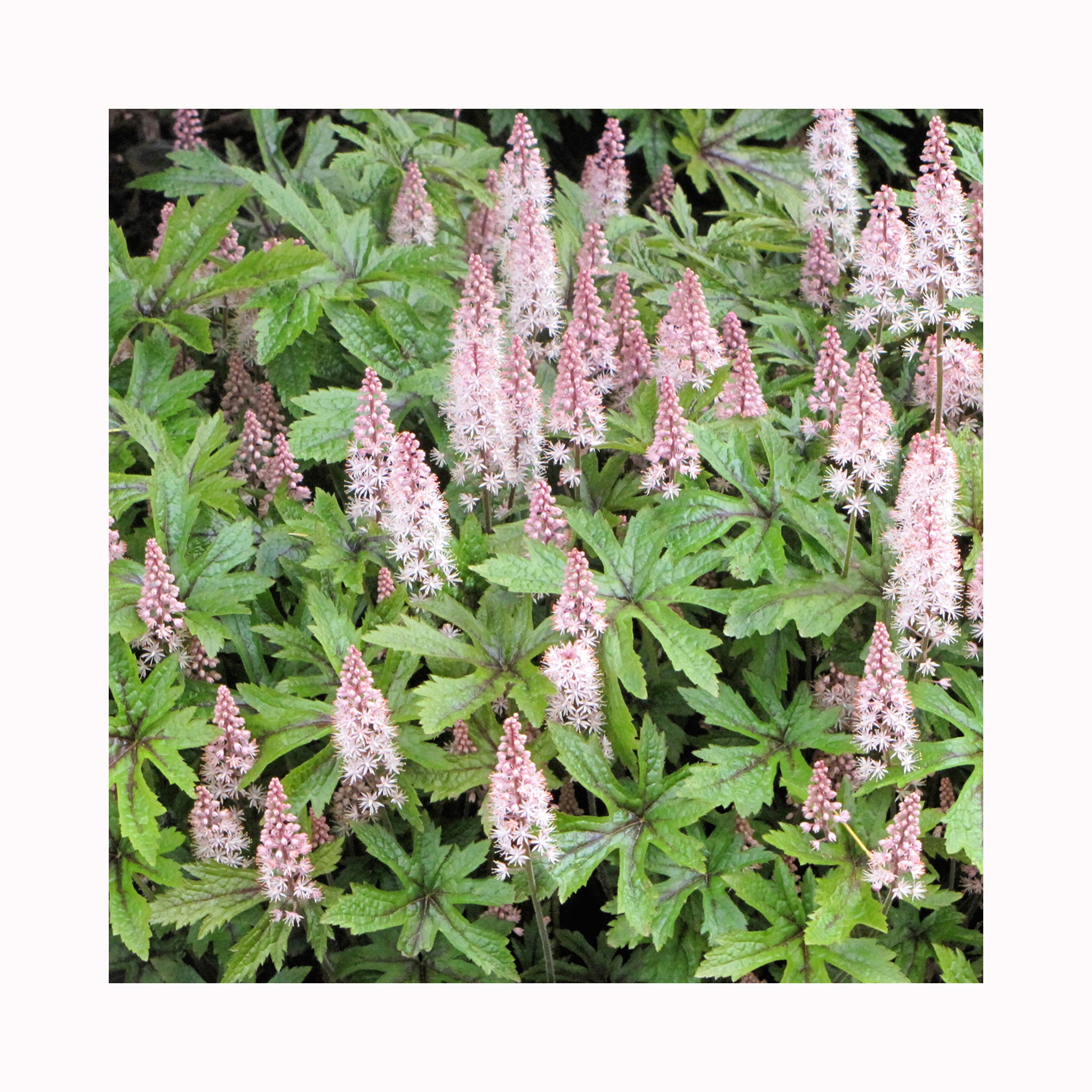 Tiarella Pink Skyrocket