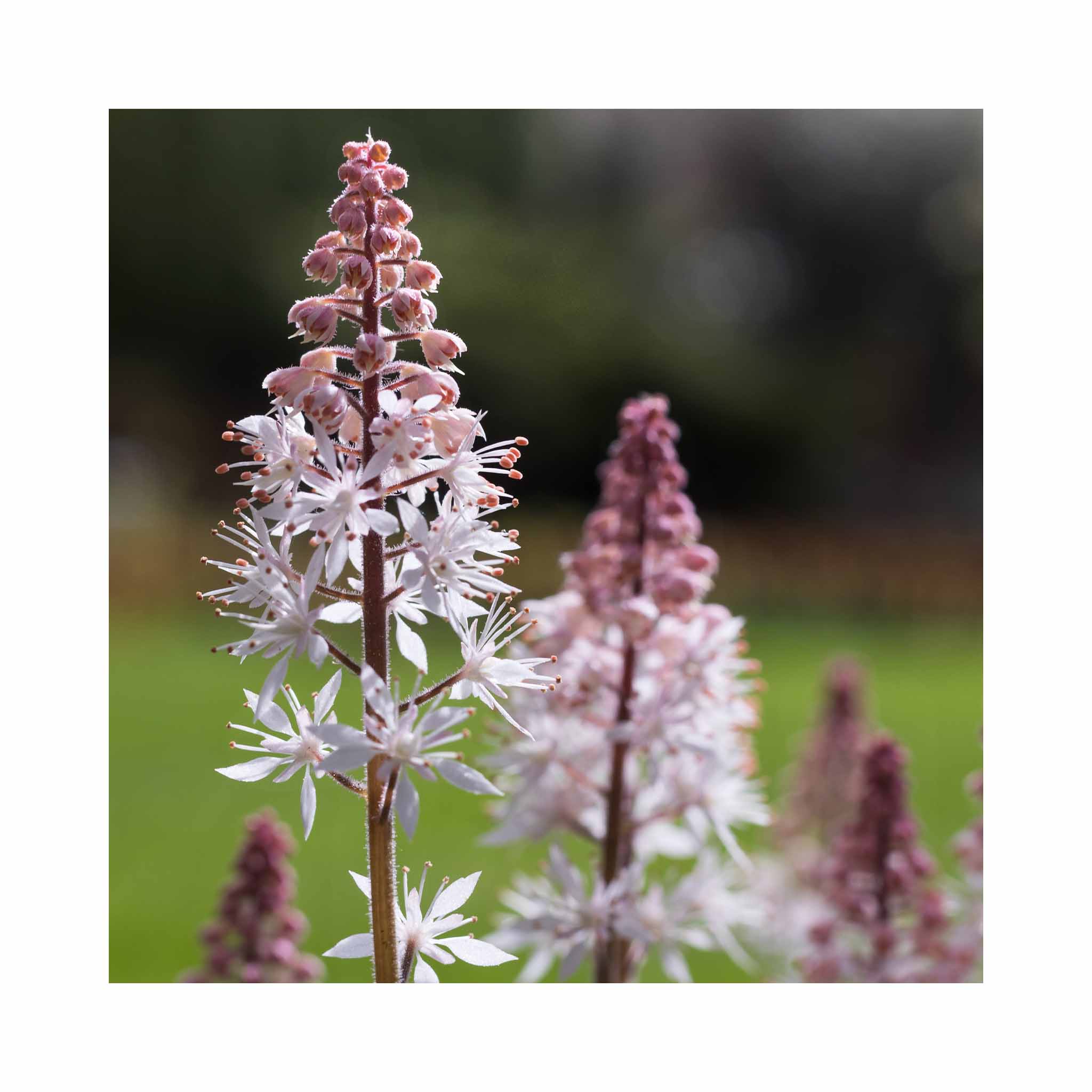 Delicate white and pale pink flowers of Tiarella Spring Symphony plant