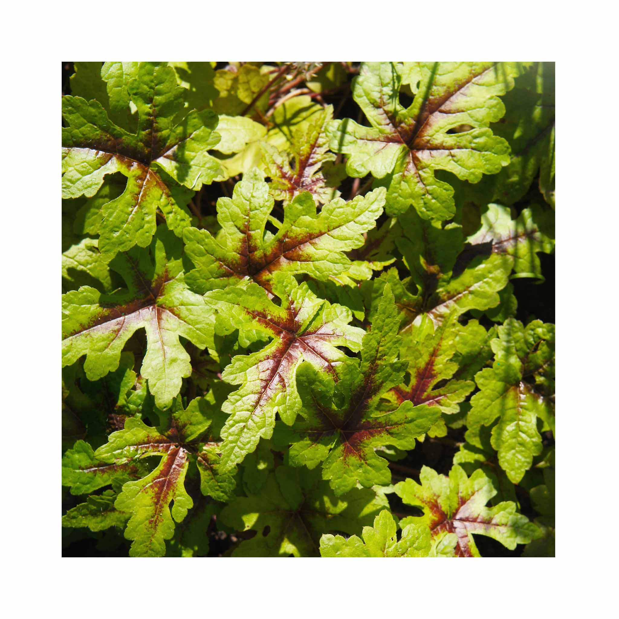 Tiarella Sugar Spice