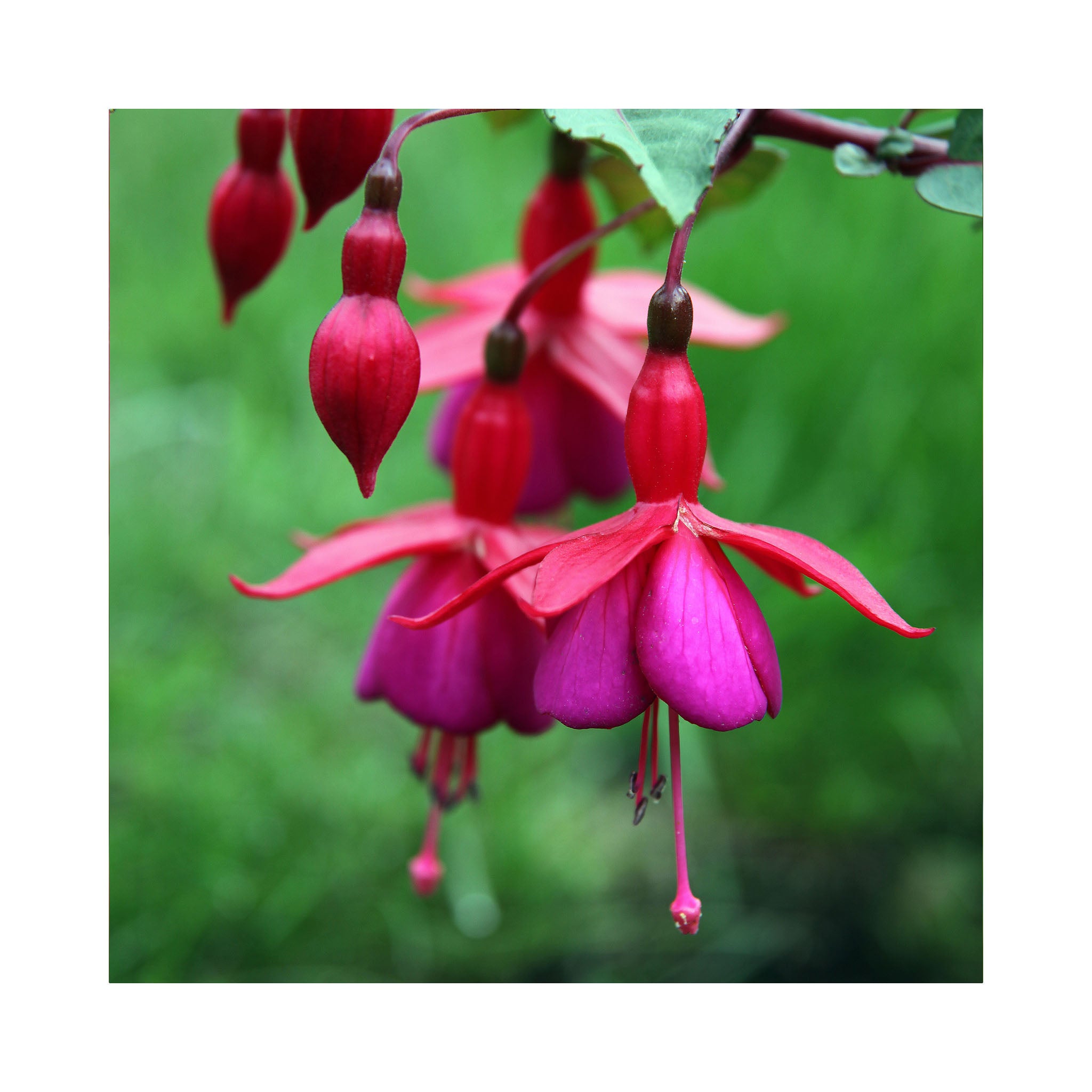 Trailing Fuchsia Balcony Queen