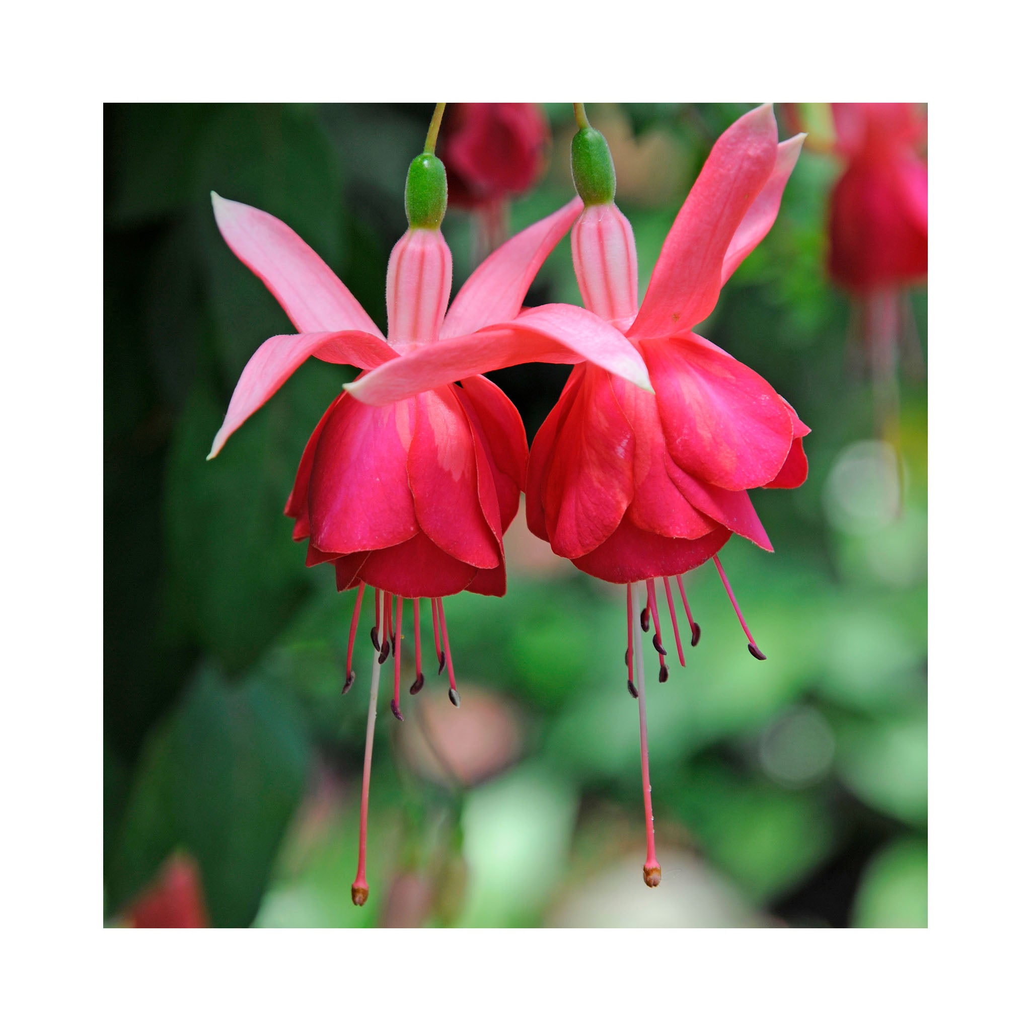 Trailing Fuchsia Blazaway