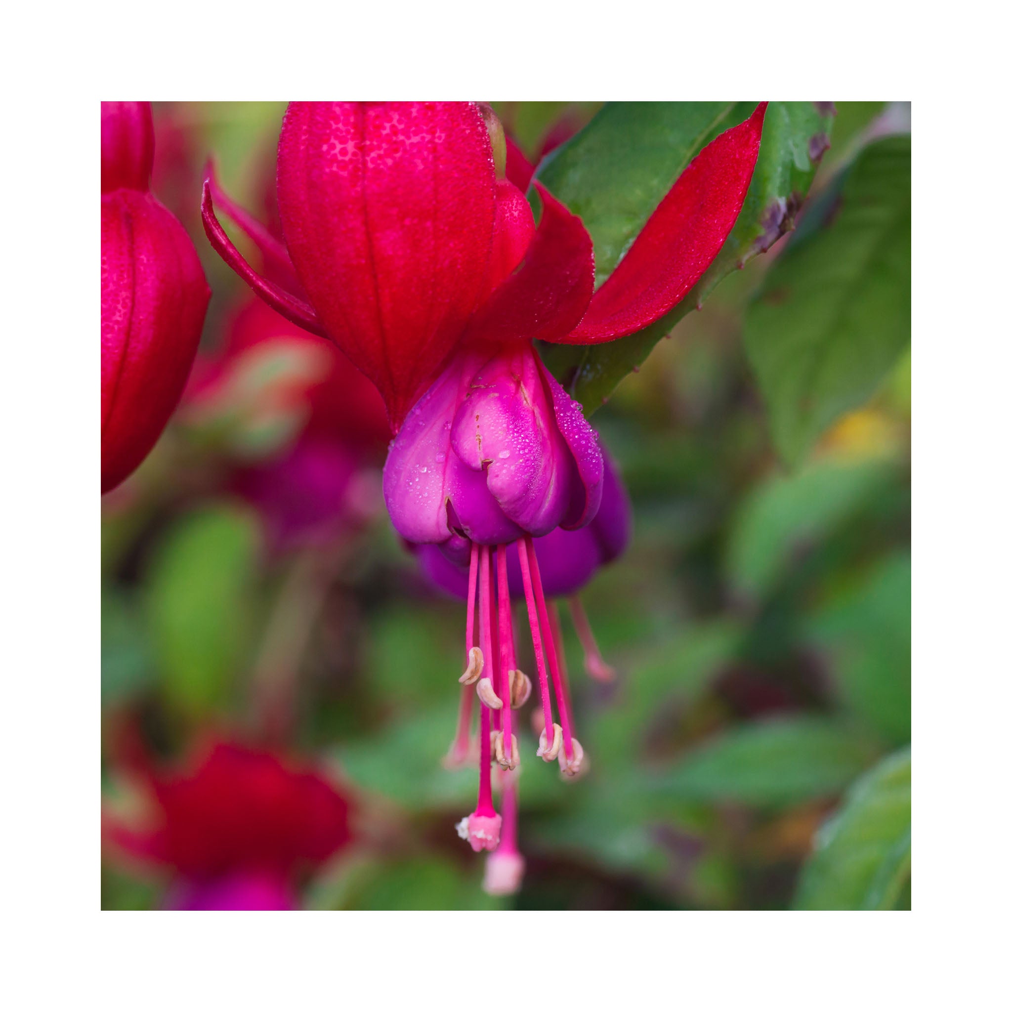 Trailing Fuchsia Multa