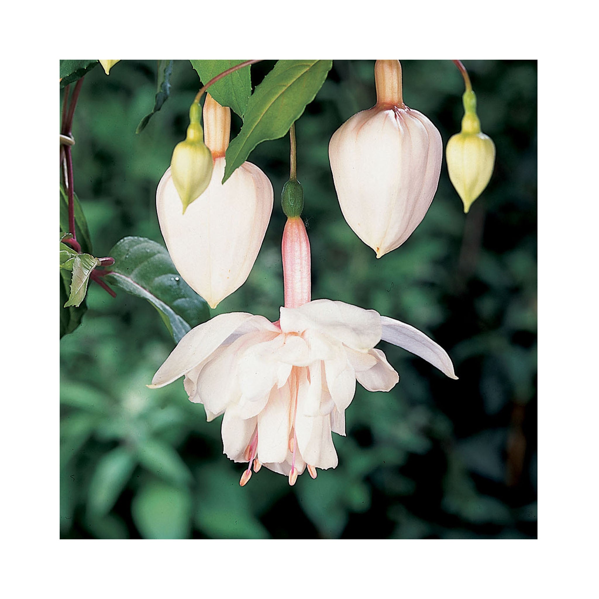 Trailing Fuchsia Pink Marshmallow