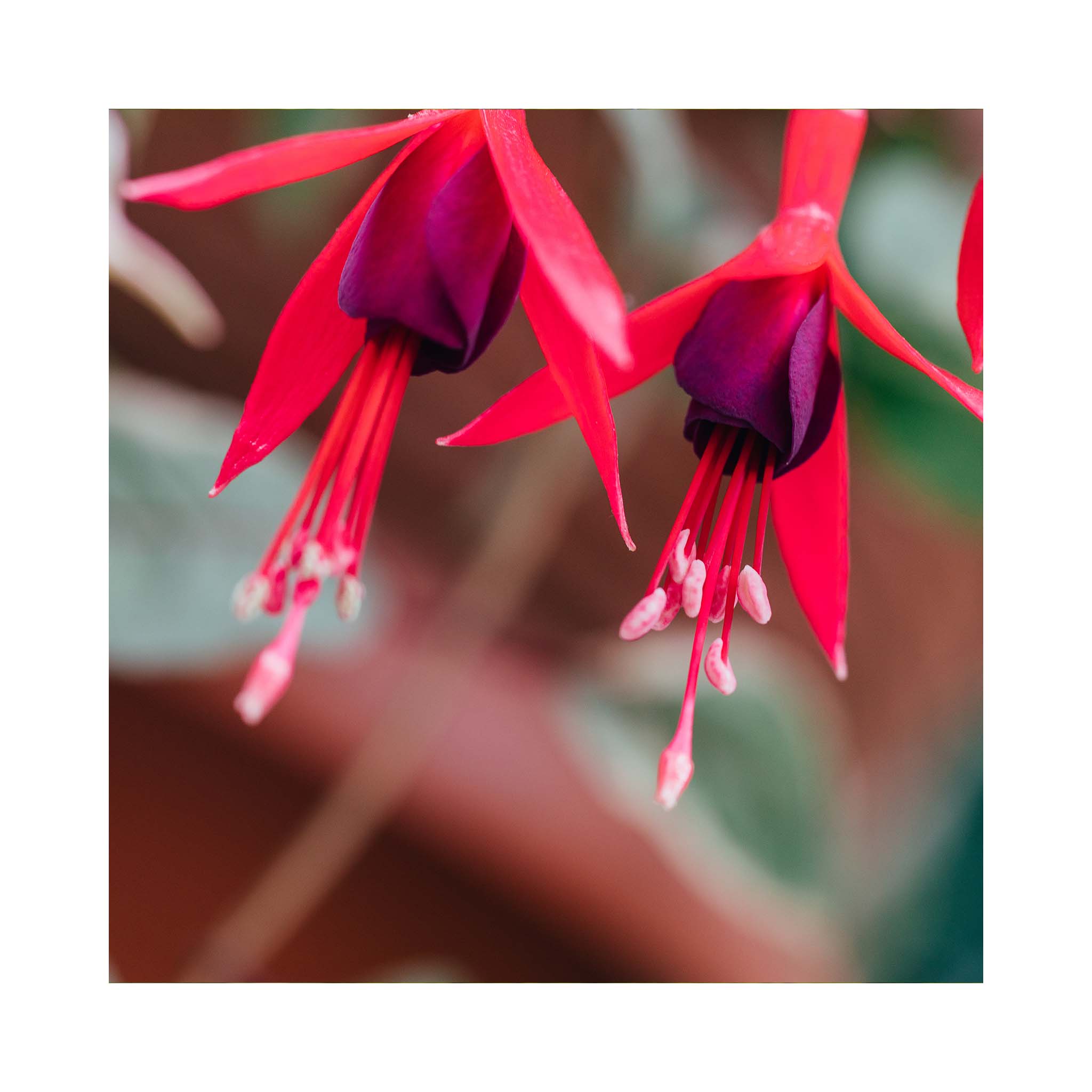 Trailing Fuchsia Red Spider