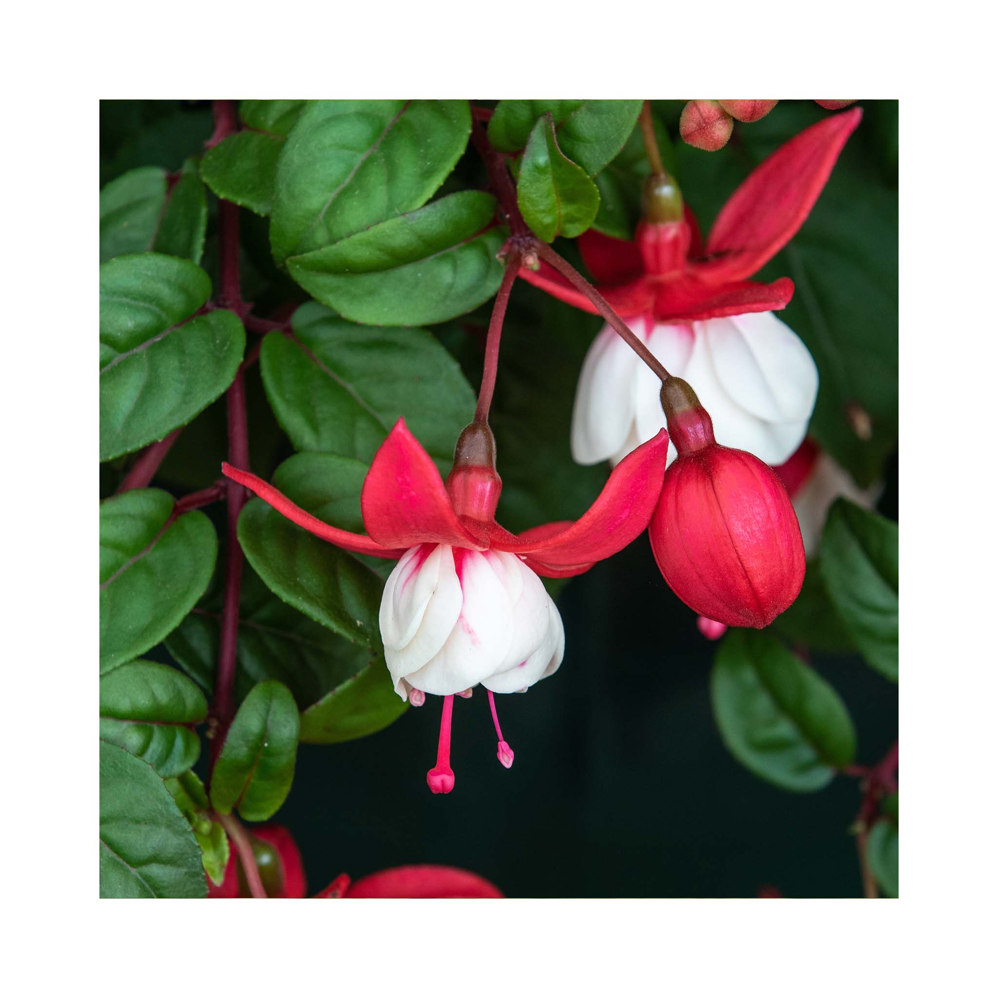 Trailing Fuchsia Sir Matt Busby