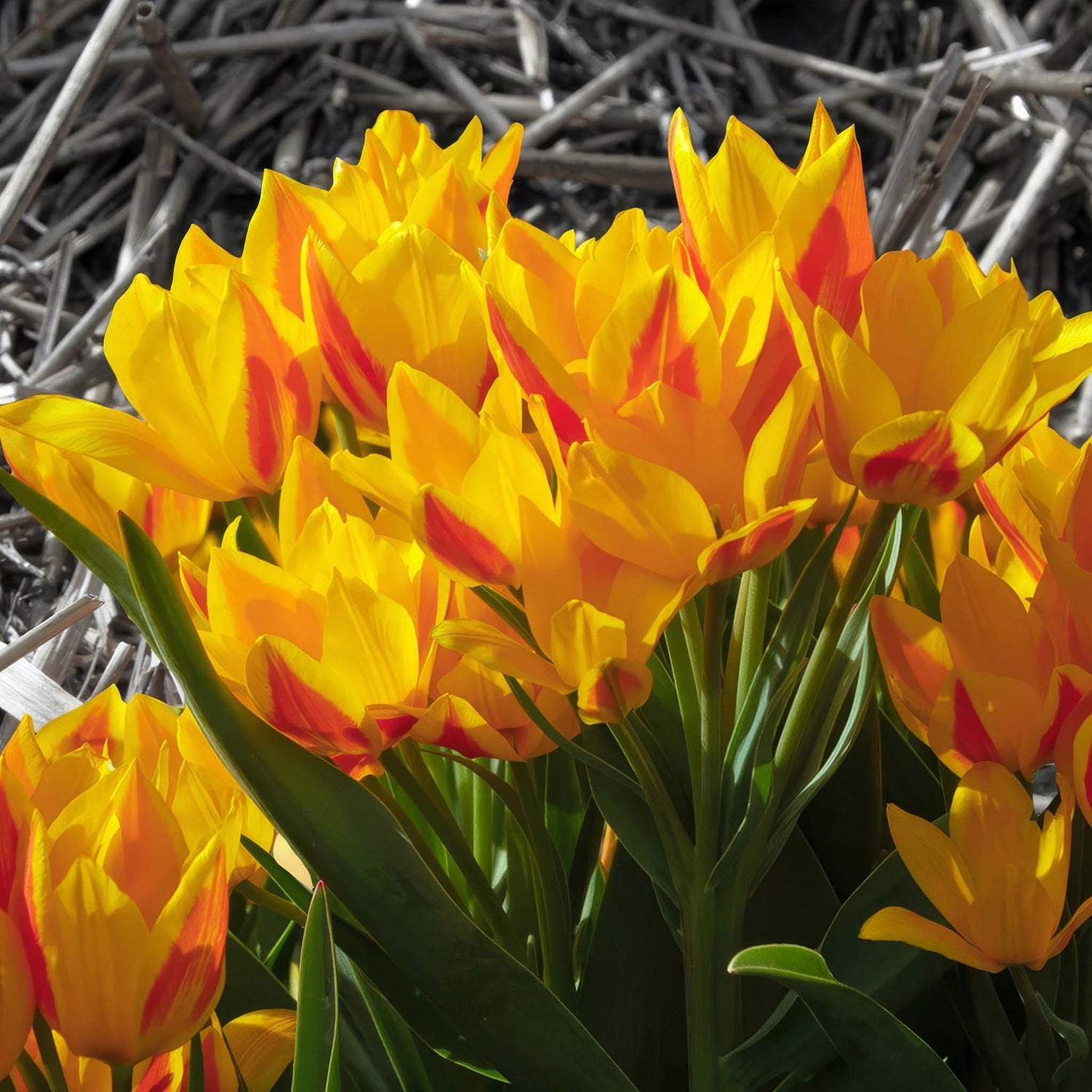 Tulip Species Heweri