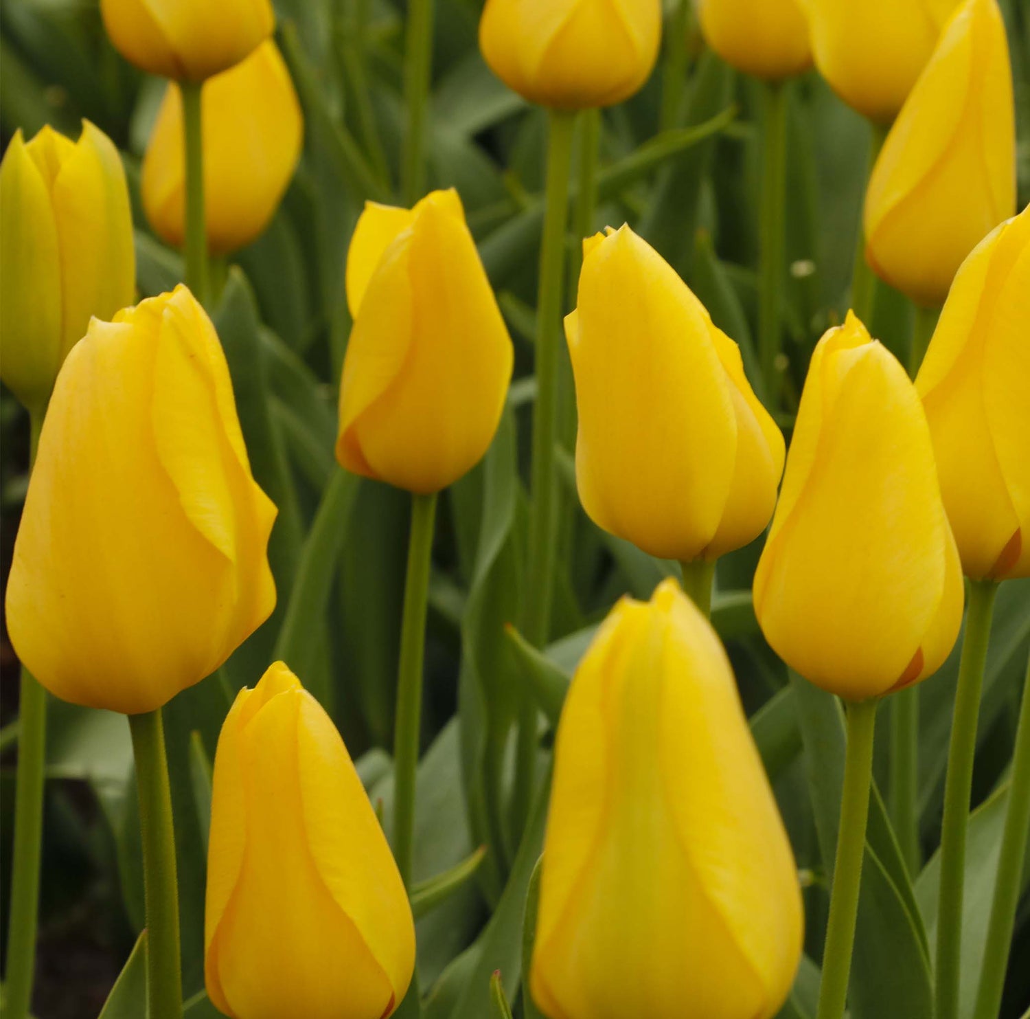 Tulip Single Late Big Smile