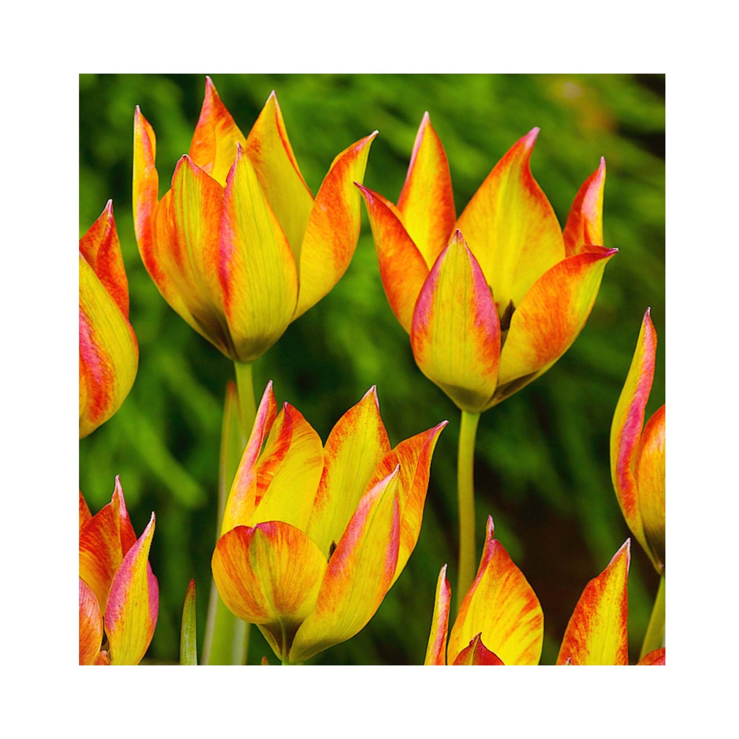 Tulip Species orphanidea Flava