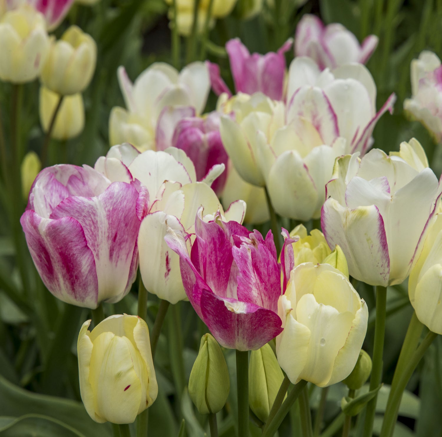 Tulip Multiflora Candy Club