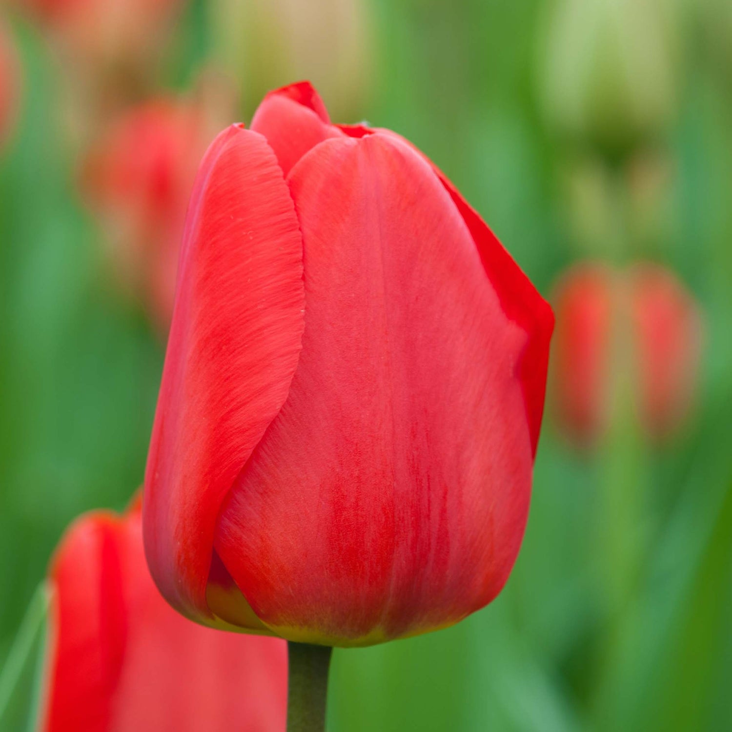 Tulip Darwin Apeldoorn