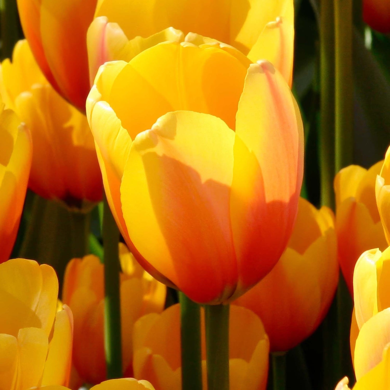 Tulip Darwin Apeldoorn&