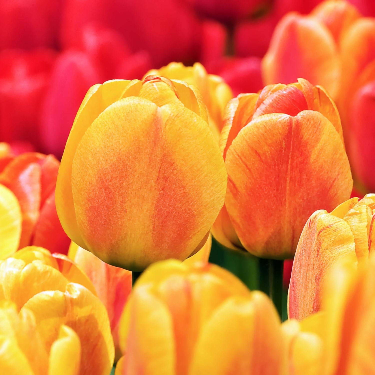 Tulip Darwin Beauty of Apeldoorn