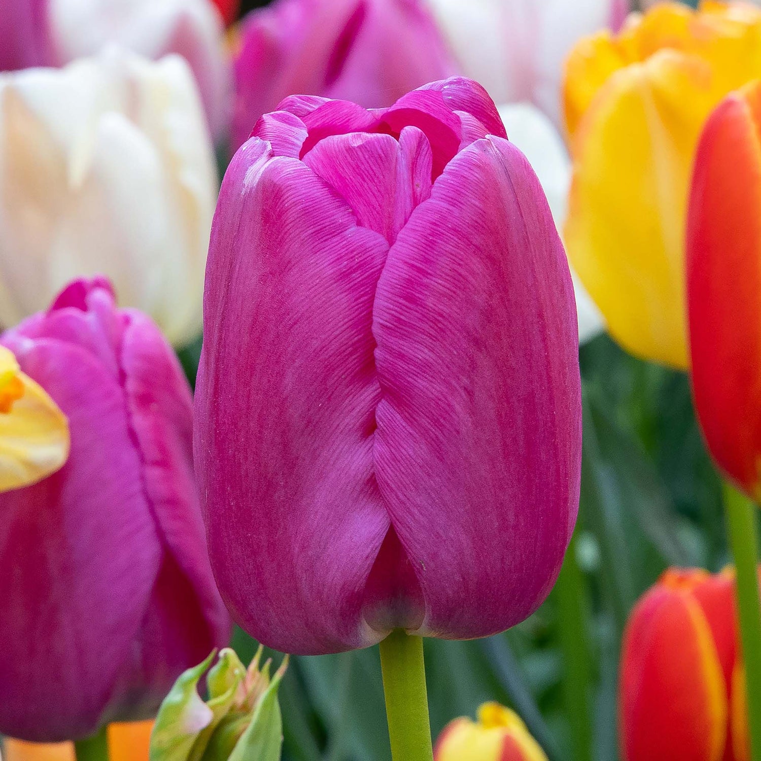 Tulip Darwin Purple Pride