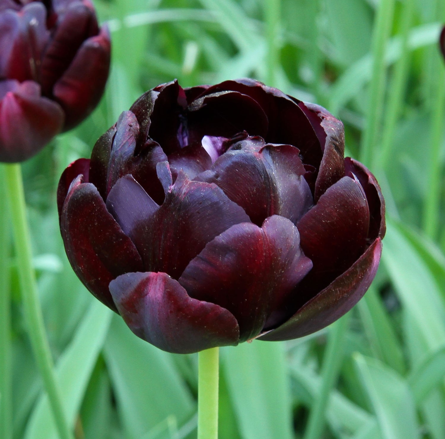 Tulip Double Late Black Hero
