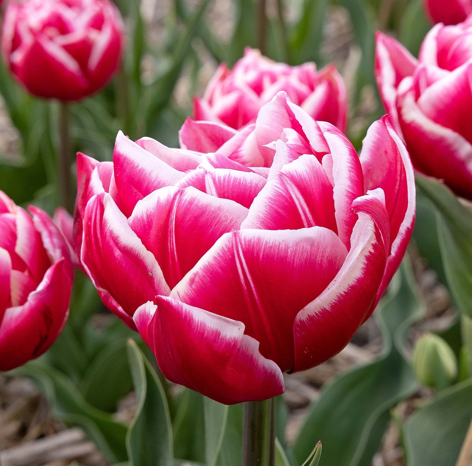 Tulip Double Early Columbus