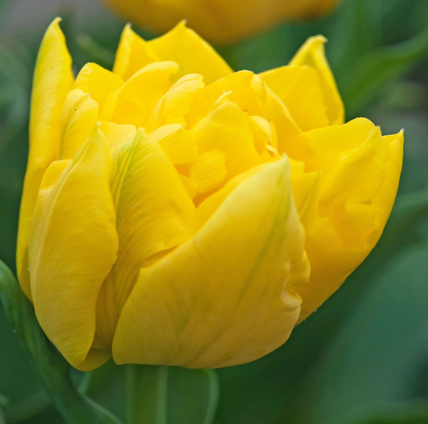 Tulip Double Early Marie Jo