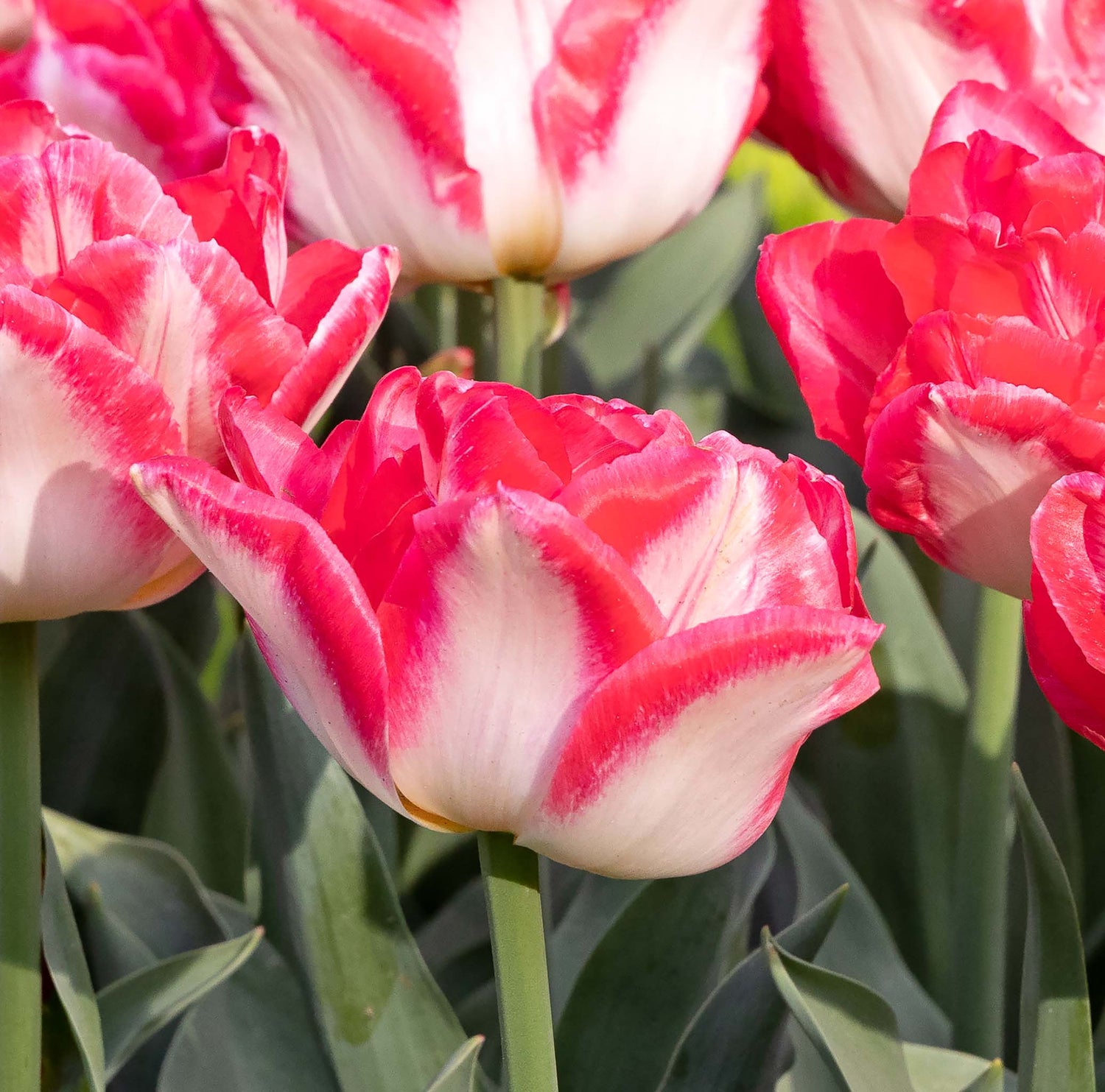 Tulip Double Early Pink Delight