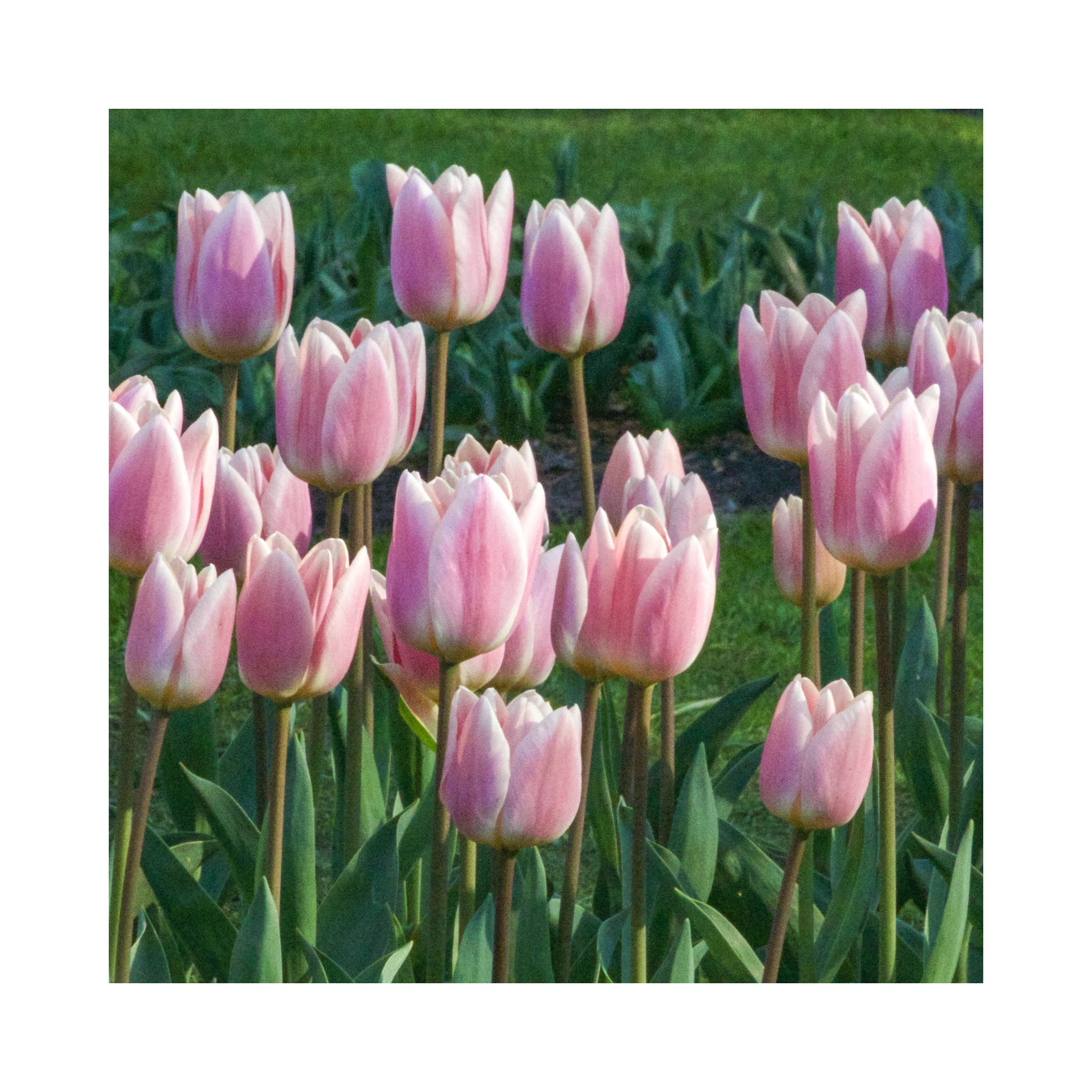 Tulip Darwin Collection
