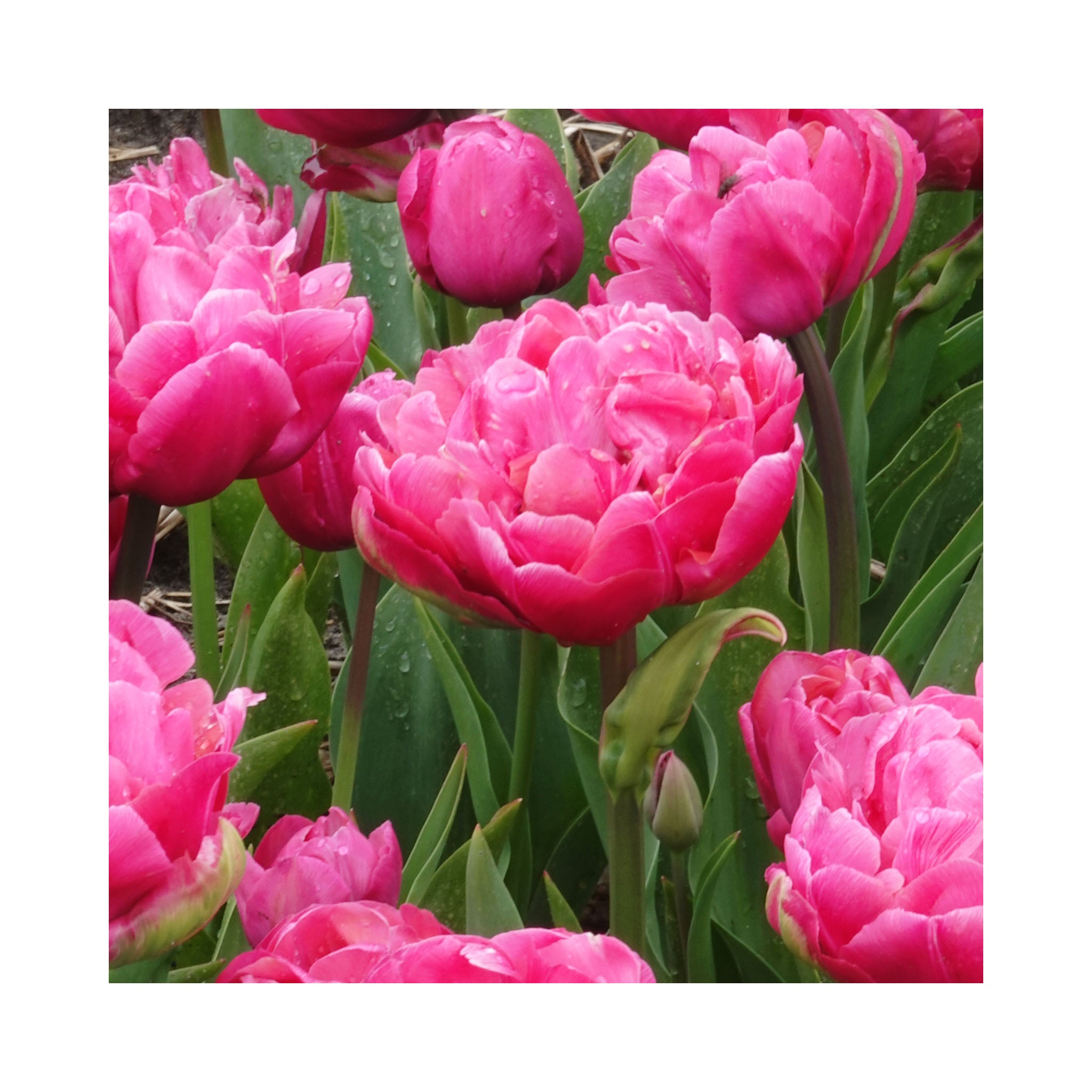 Tulip Double Late Collection