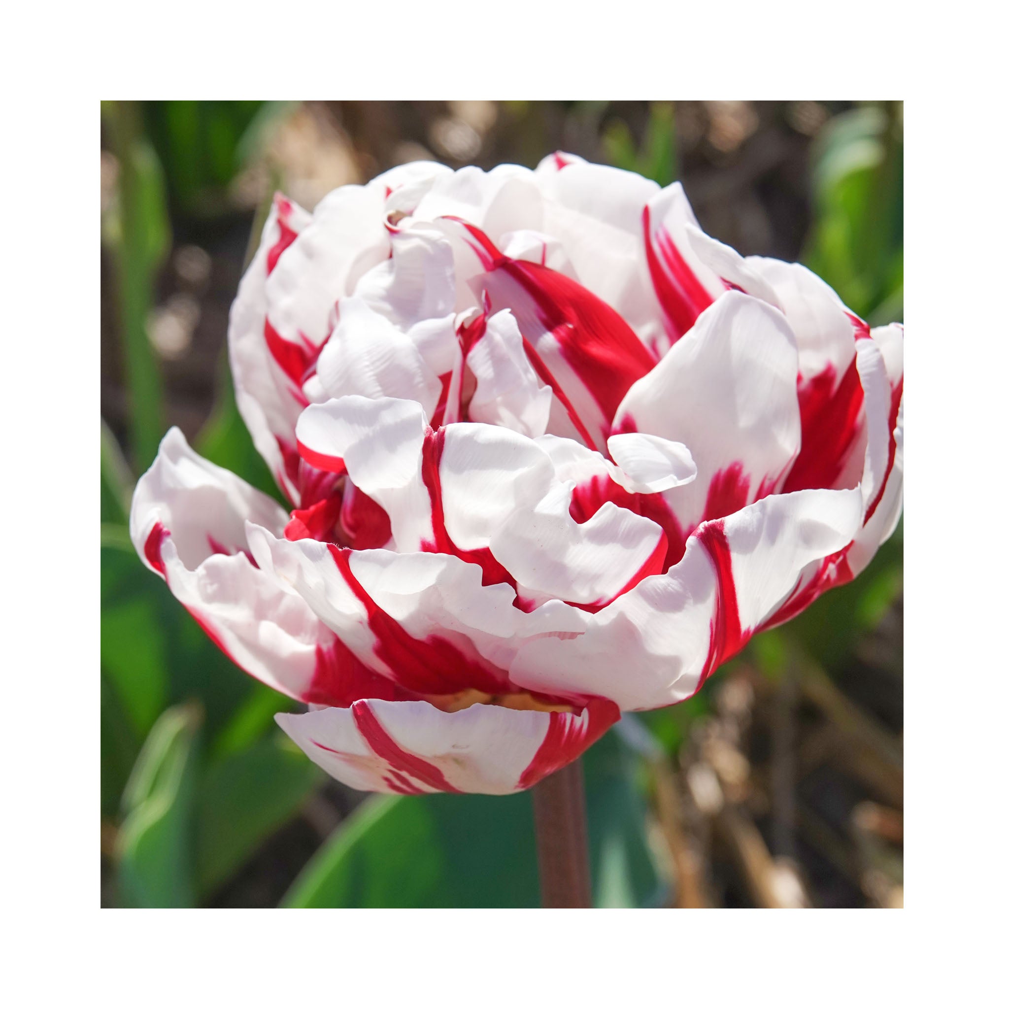 Tulip Double Late Collection