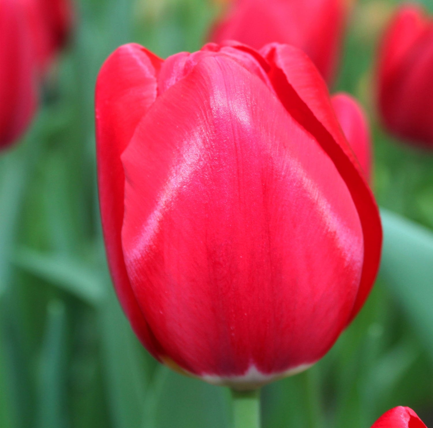 Tulip Single Late Yosemite