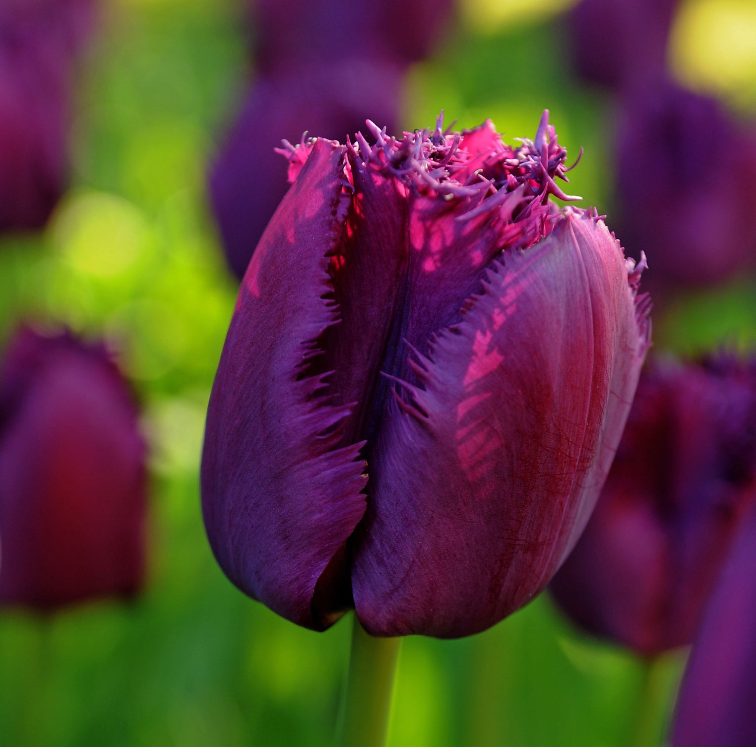 Tulip Fringed Curly Sue