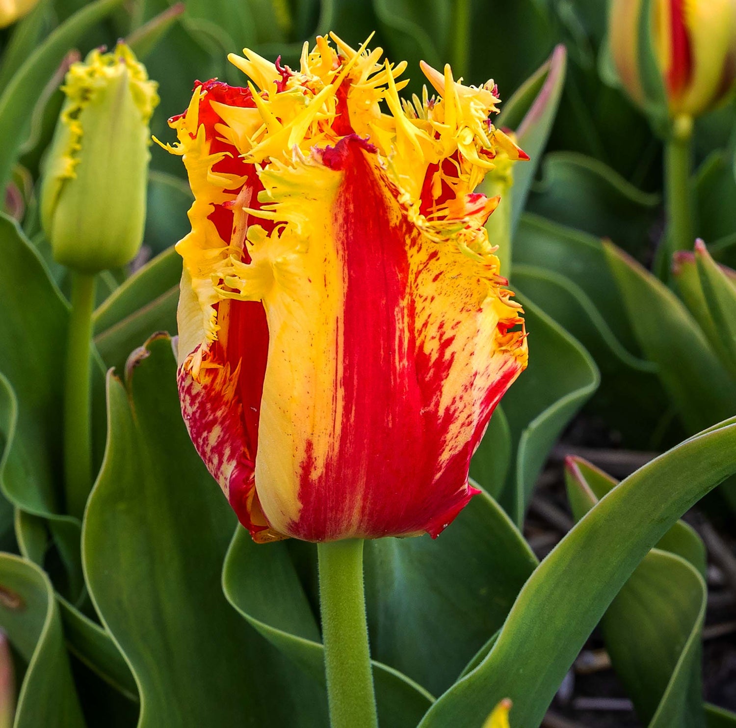 Tulip Fringed Phantom