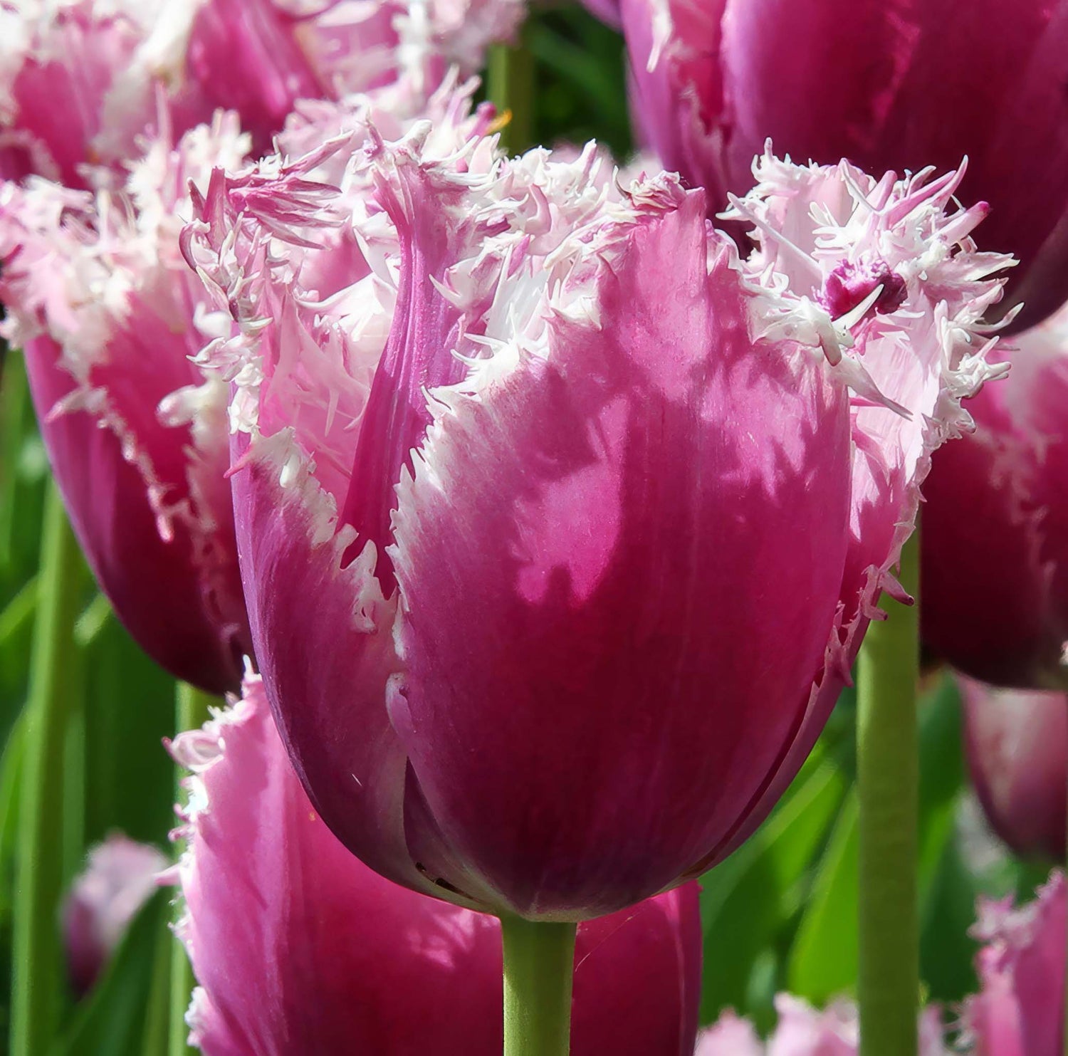Tulip Fringed Cummins