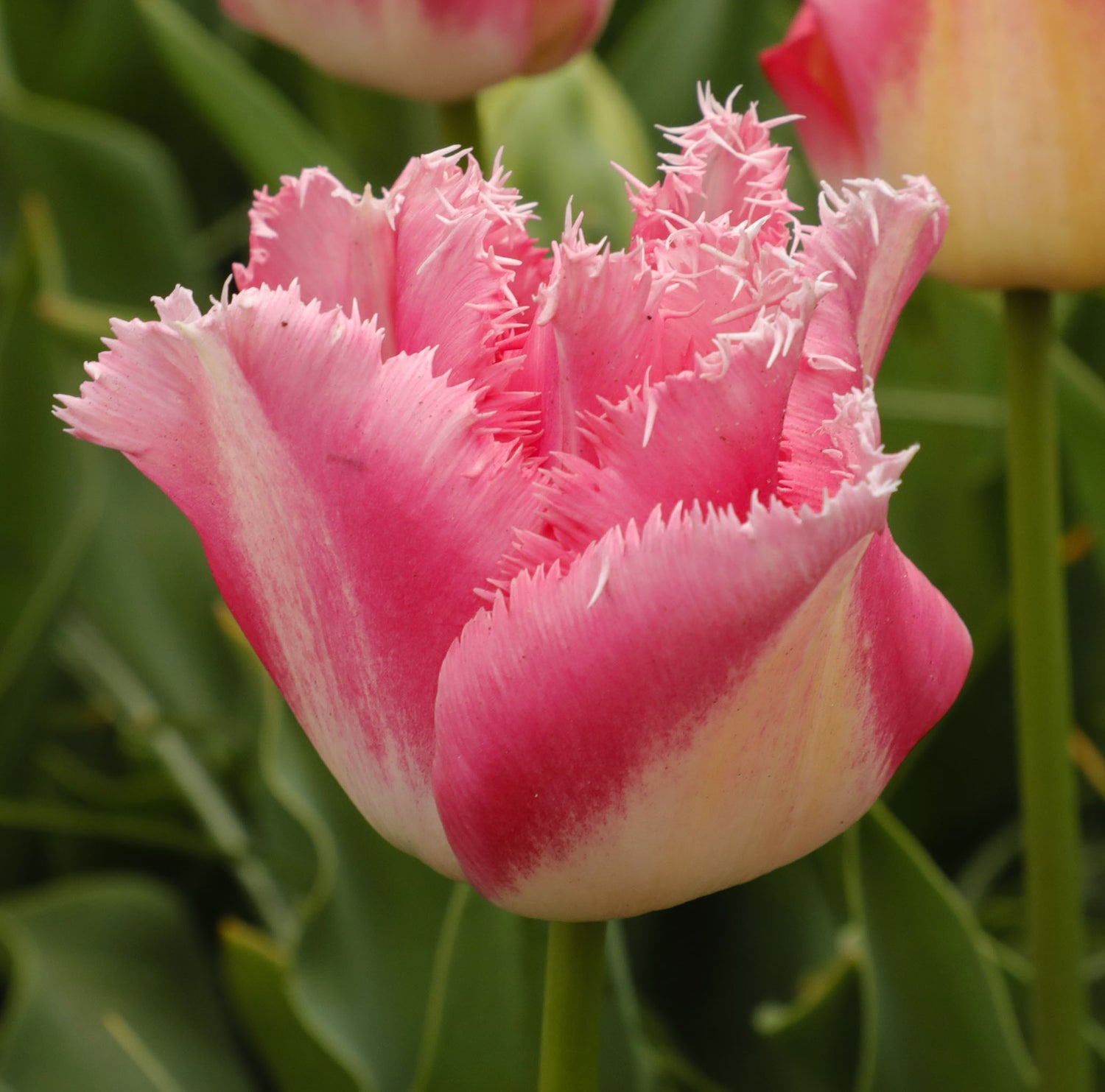 Tulip Fringed Fancy Frills
