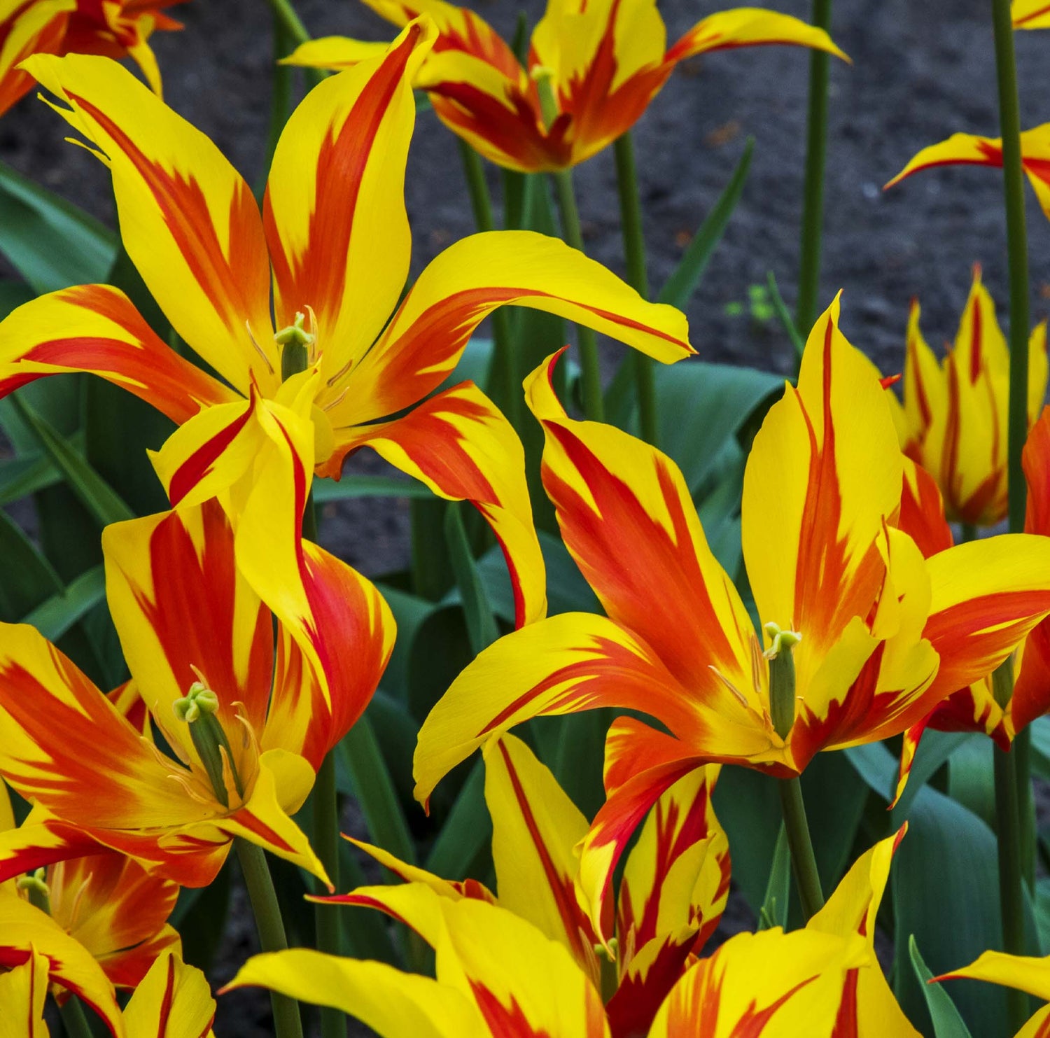 Tulip Lily Fire Wings