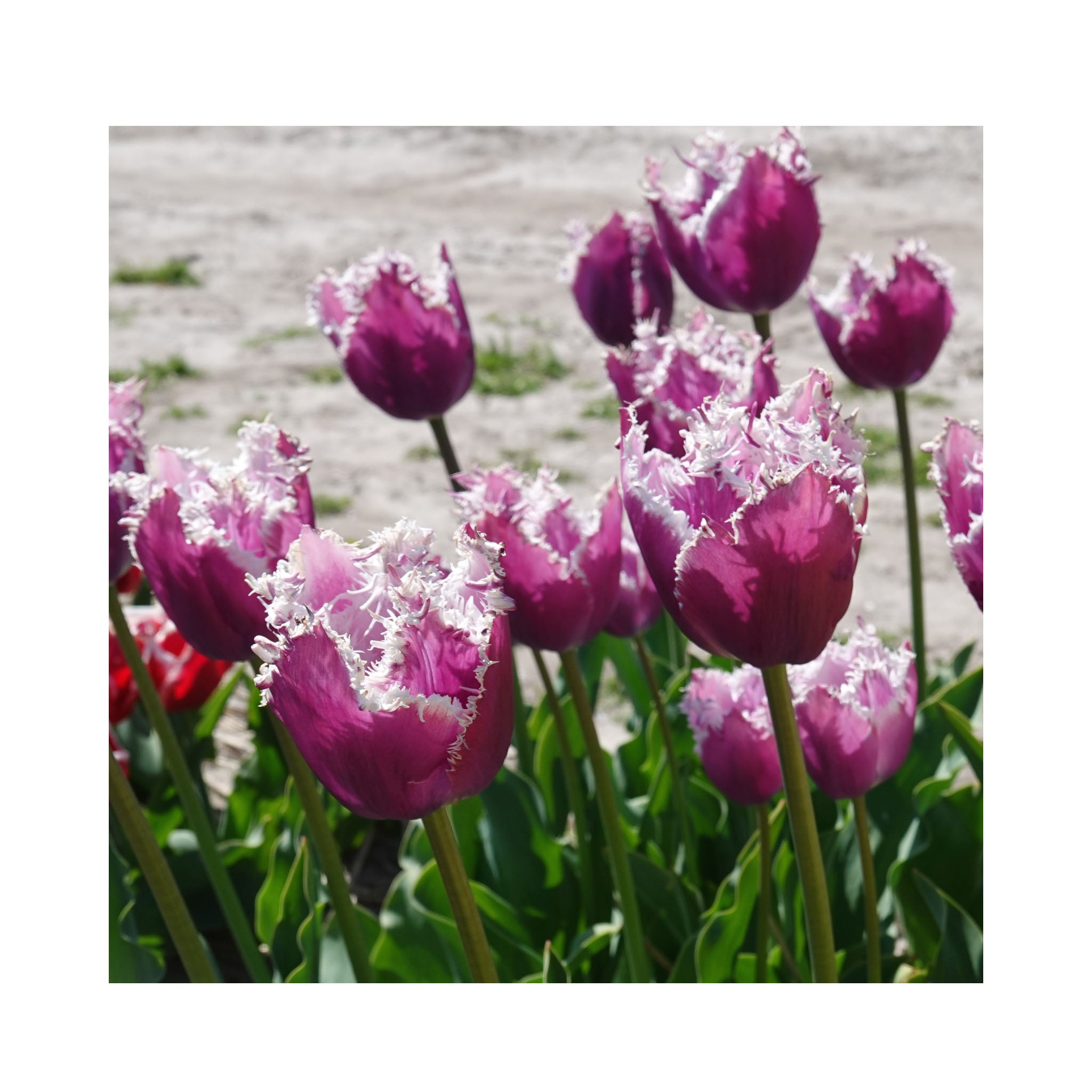Tulip Fringed Collection