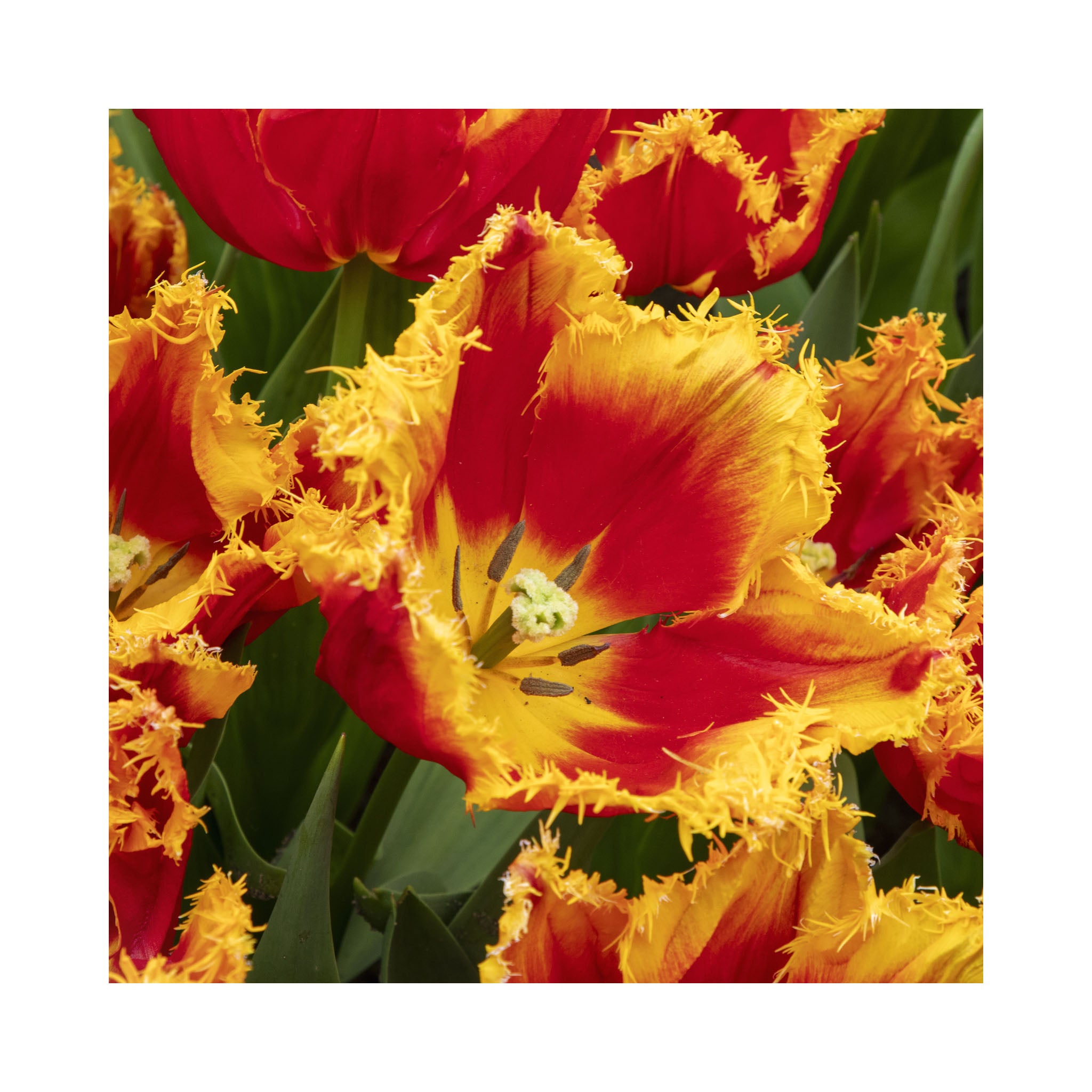 Tulip Fringed Collection