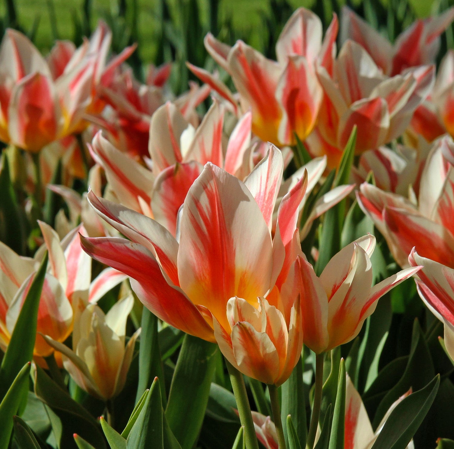 Tulip Greigii Quebec