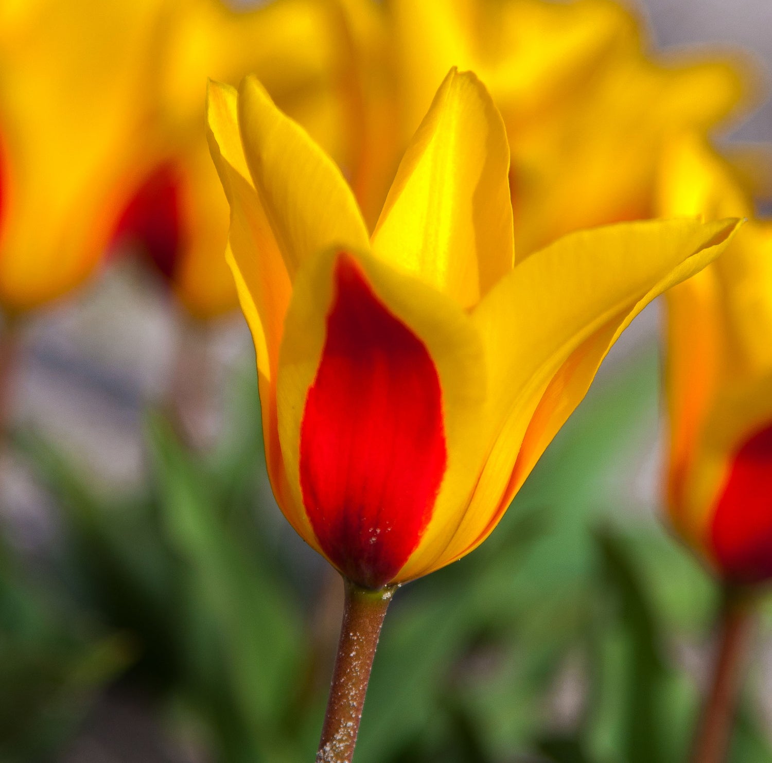Tulip Kaufmanniana Goudstuk