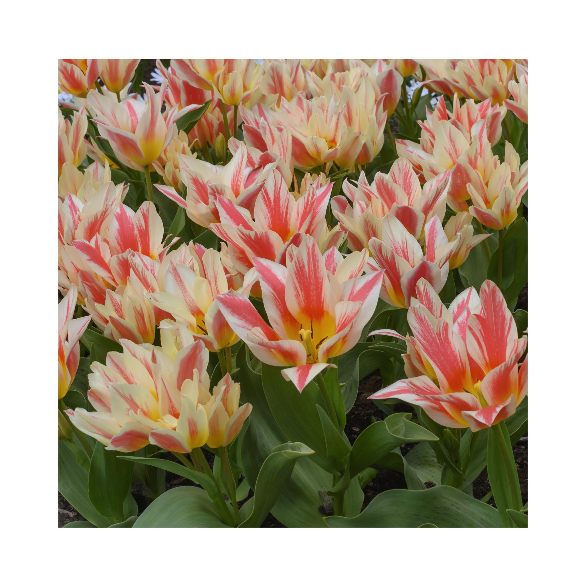 Tulip Dwarf Collection