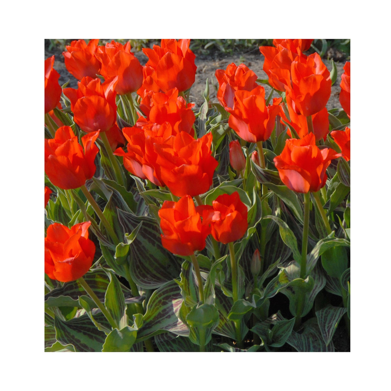Tulip Greigii Red Riding Hood Double